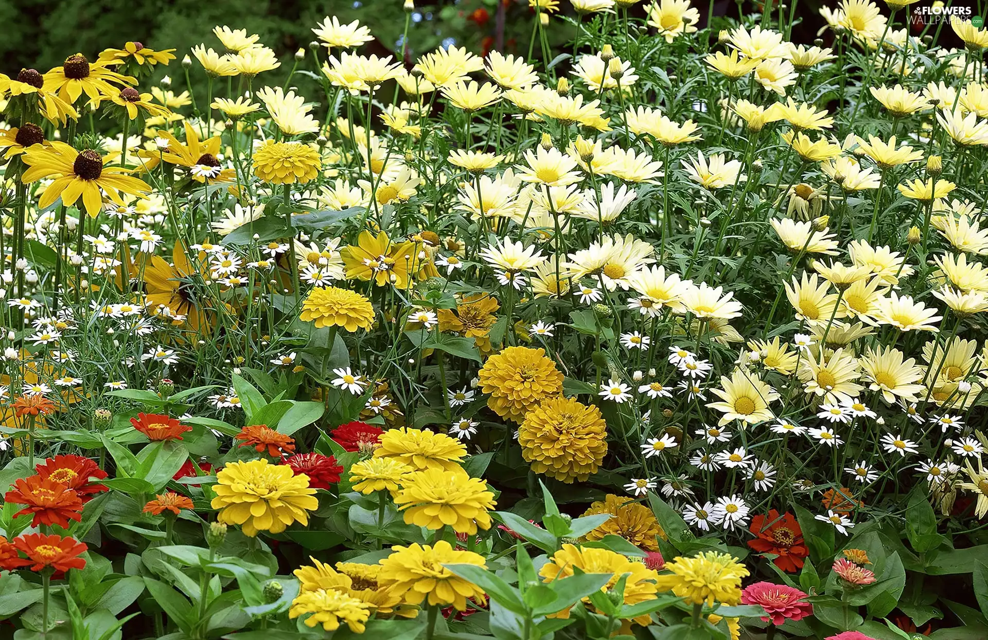 daisy, chamomile, Zinnias