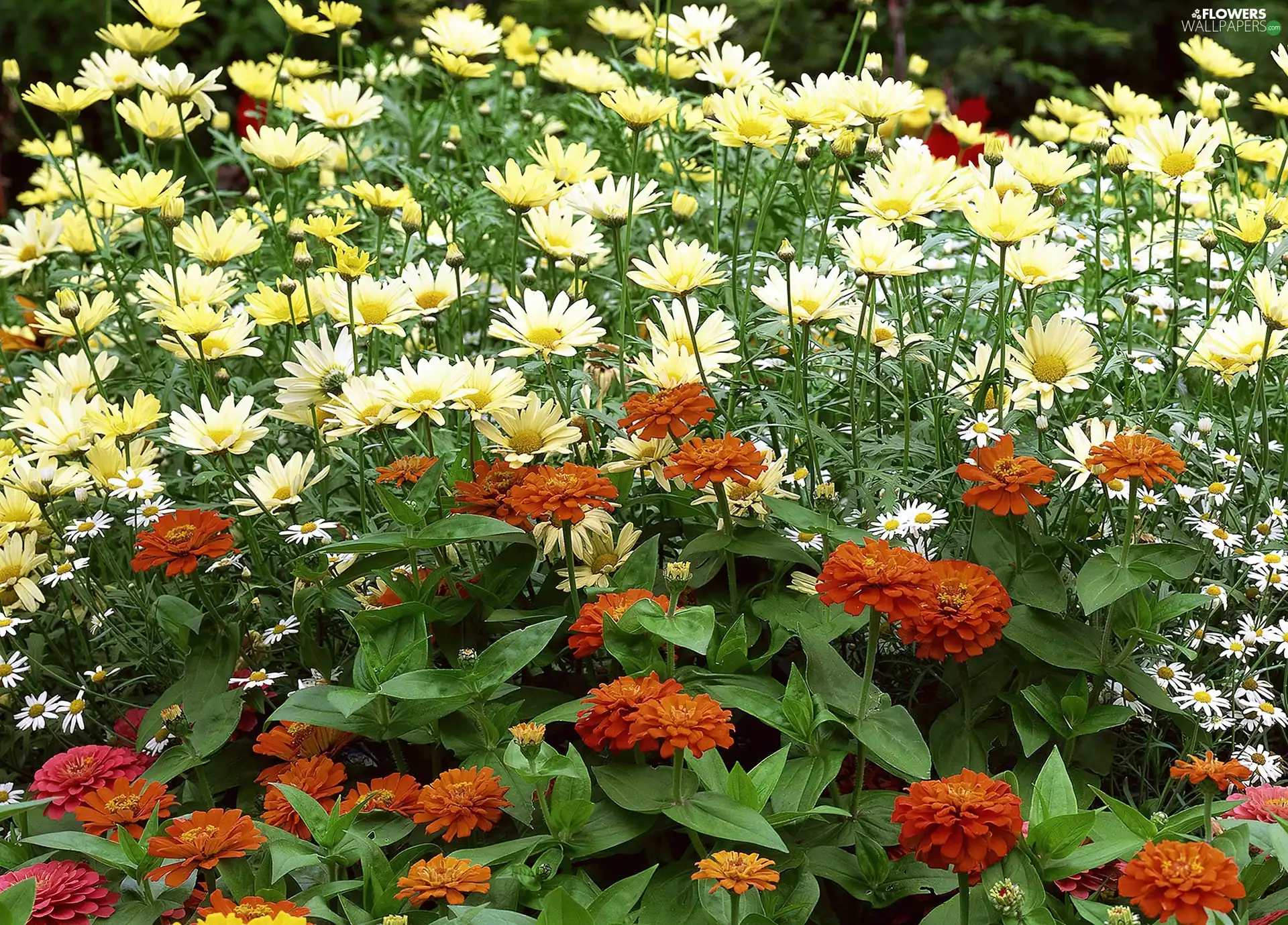 daisy, Zinnias