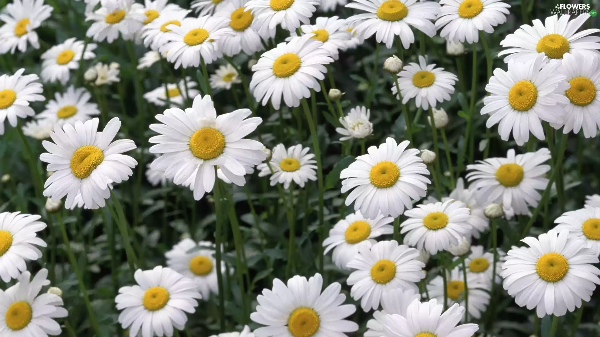 daisy