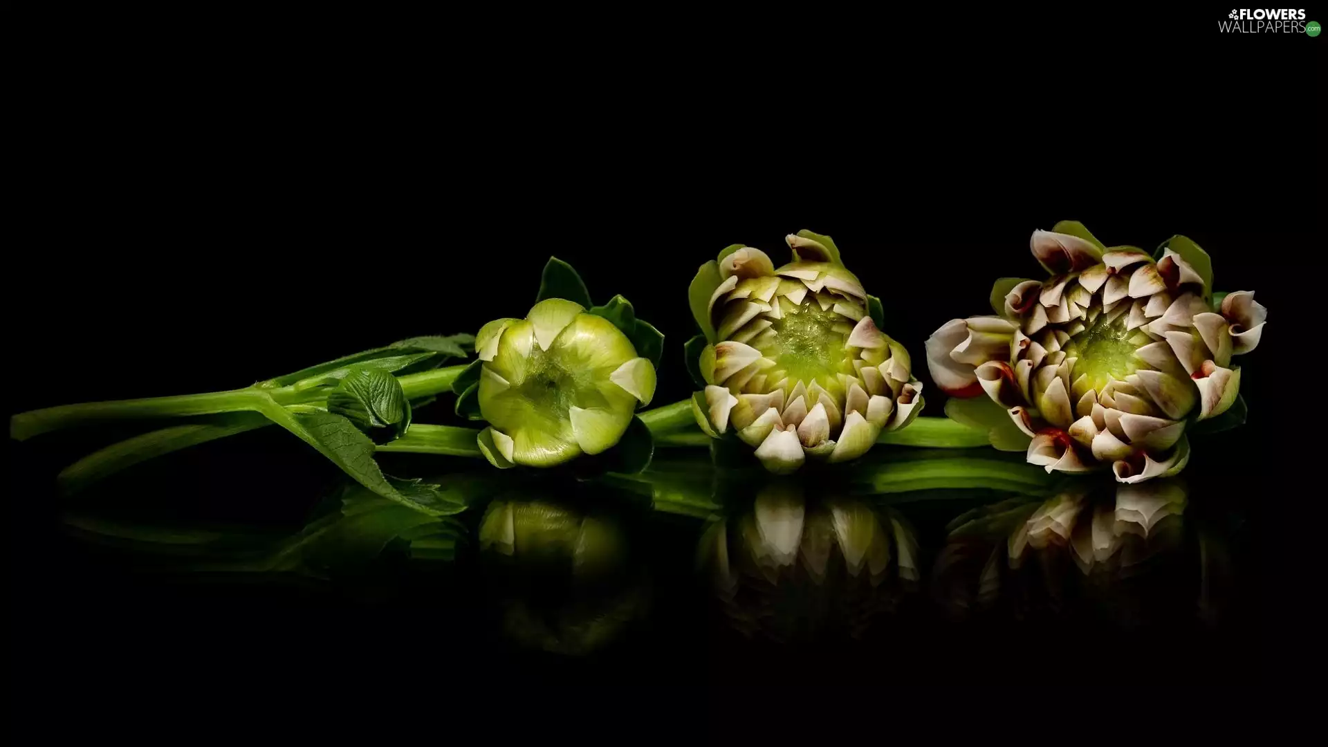 reflection, Dark Background, Dalia, Buds, Colourfull Flowers