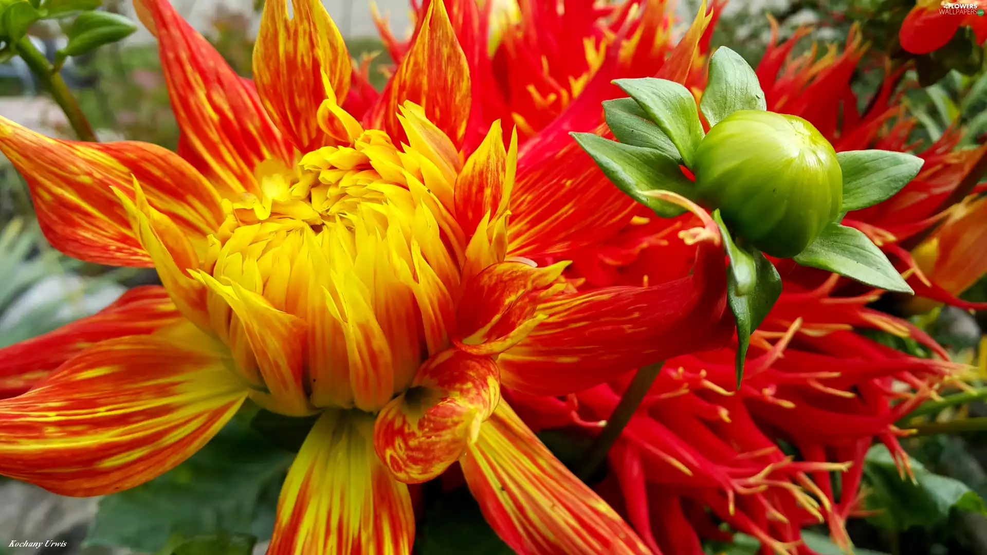 red, Dalia, bud, Yellow Honda