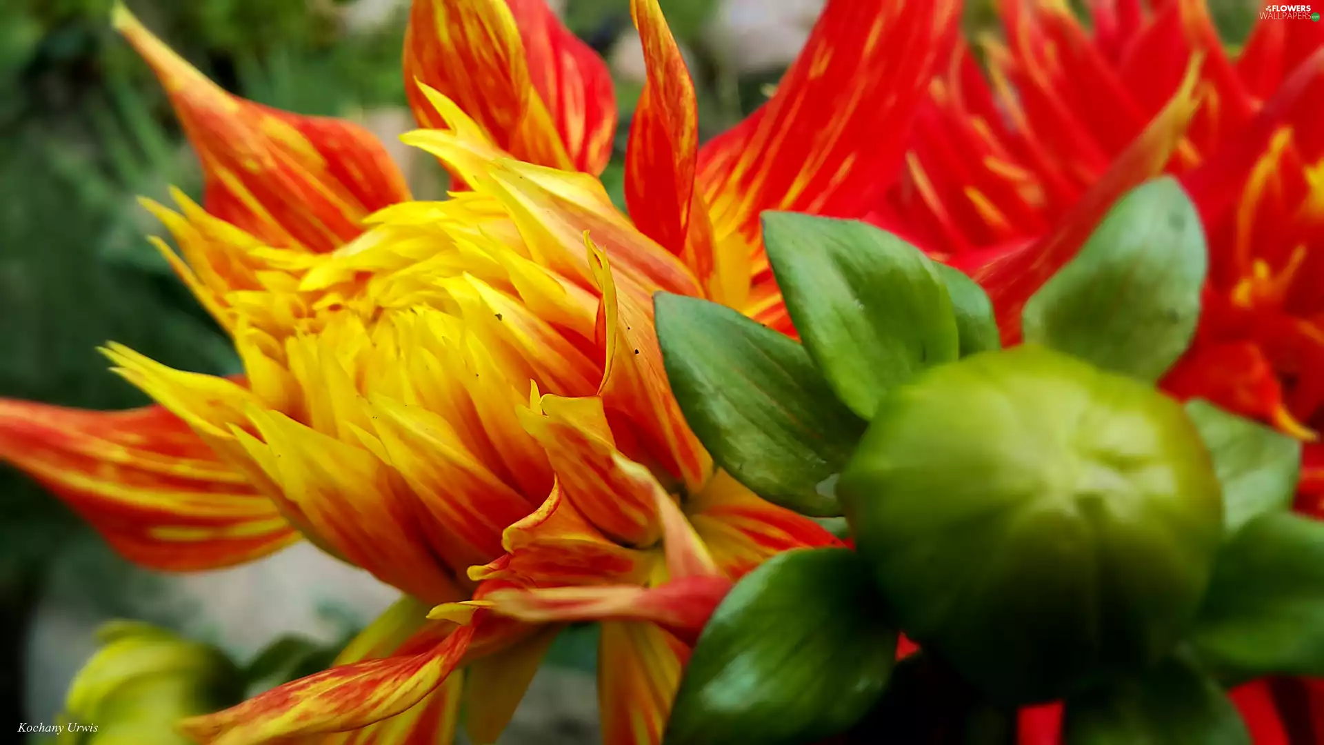 red, Dalia, bud, Yellow Honda