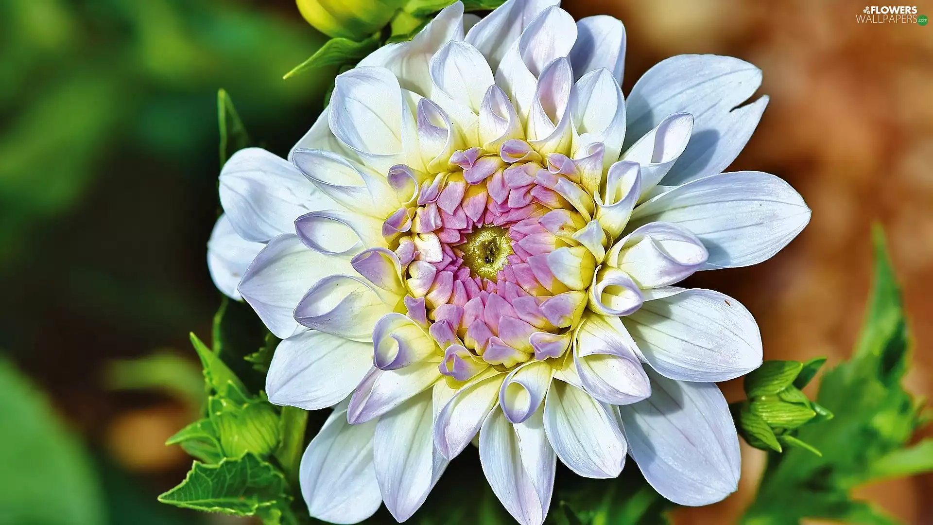 Buds, Colourfull Flowers, Dalia