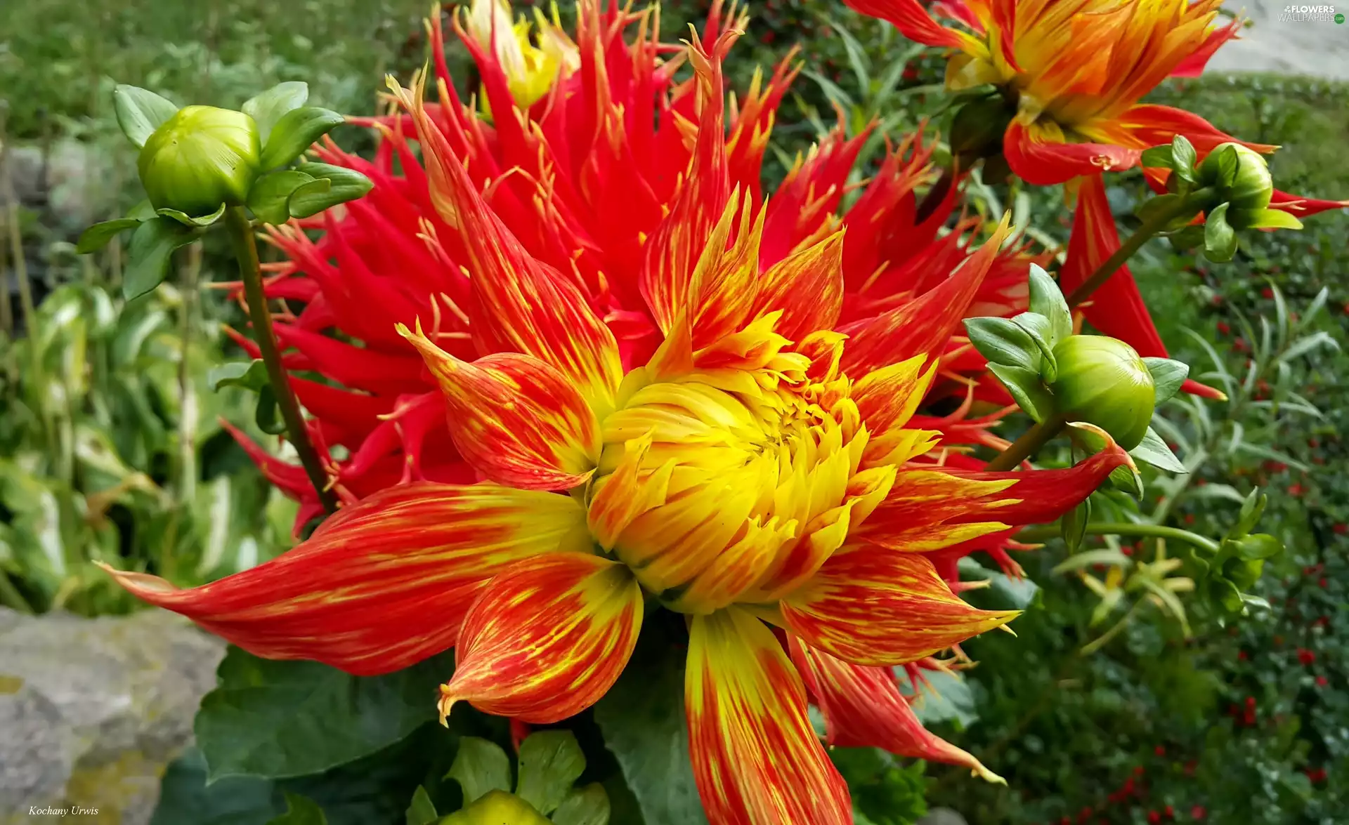 red, Dalia, Buds, Yellow Honda