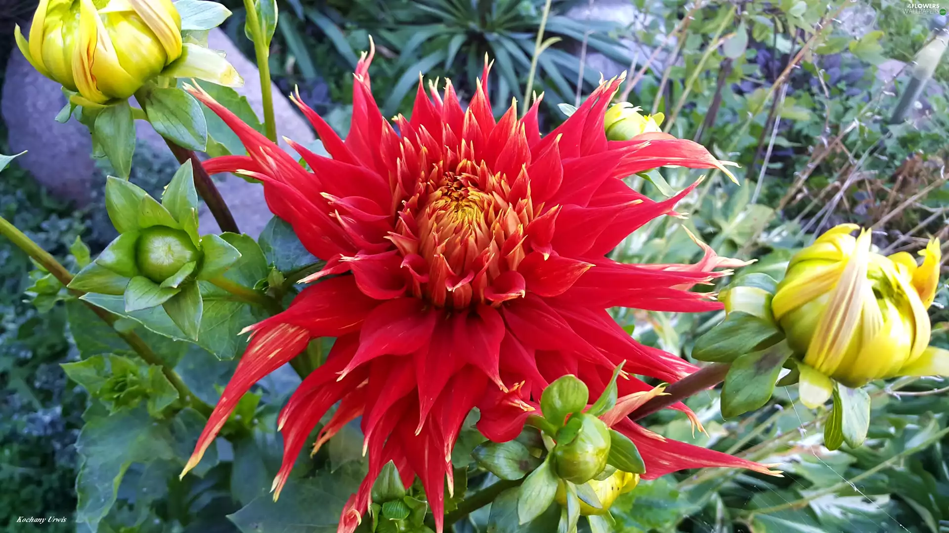 Buds, red hot, Dalia