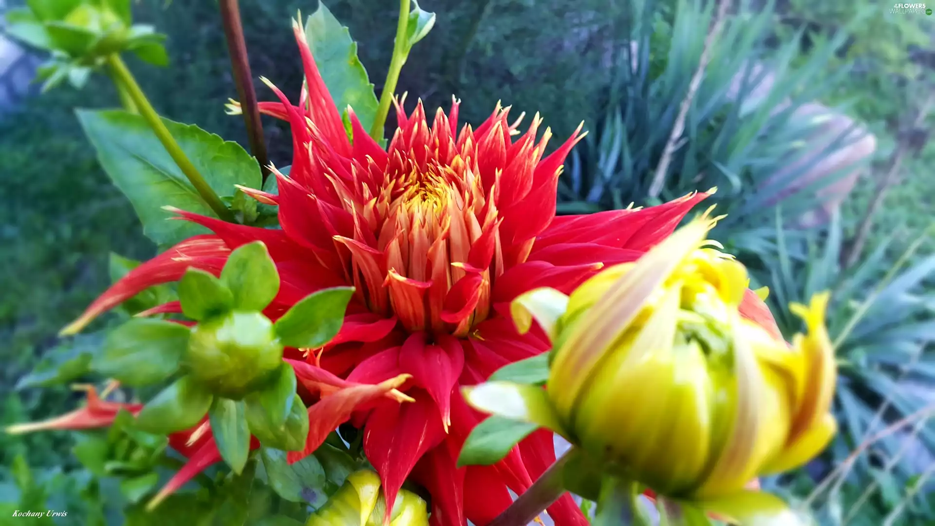 Buds, red hot, Dalia