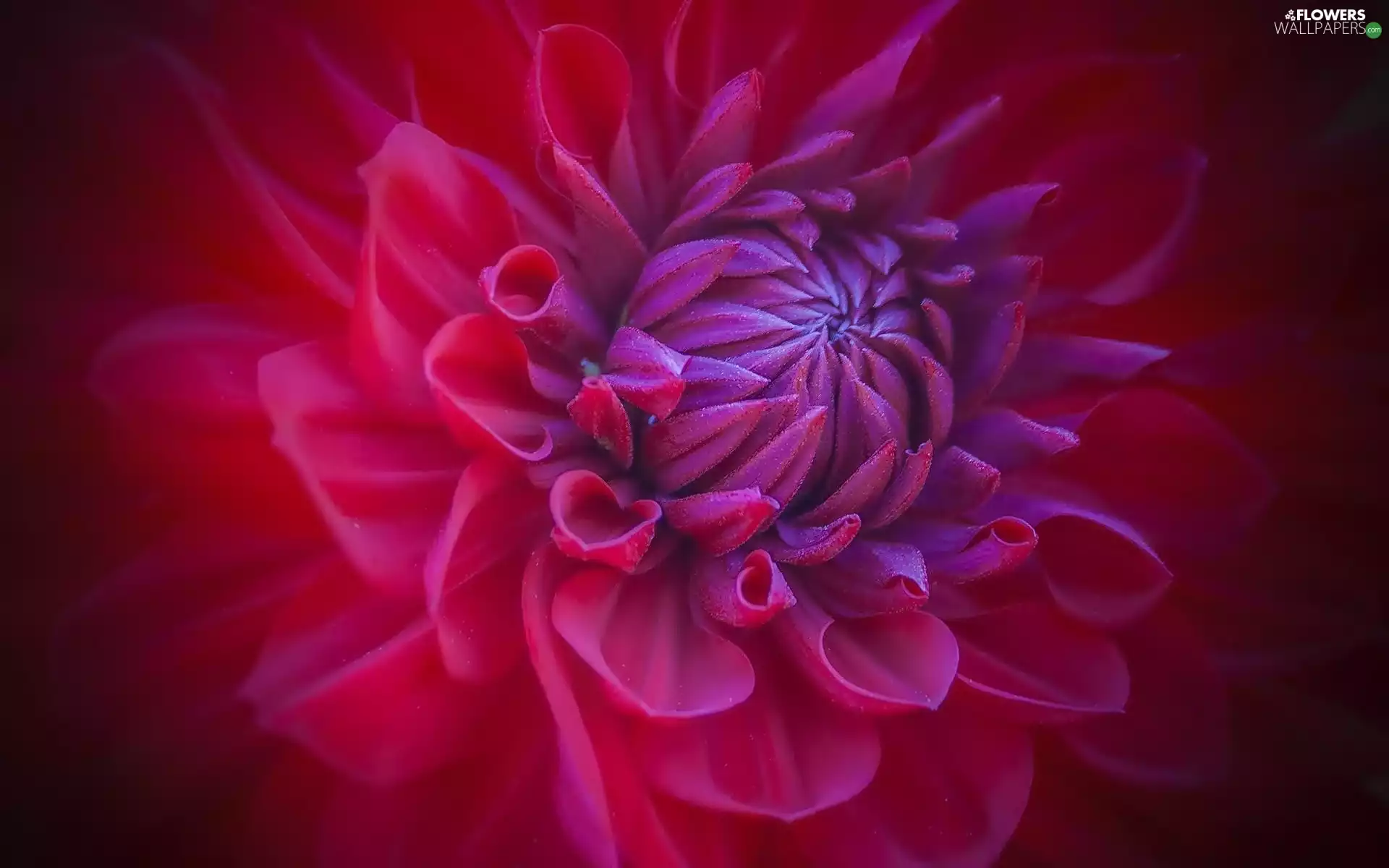 Close, Colourfull Flowers, Dalia