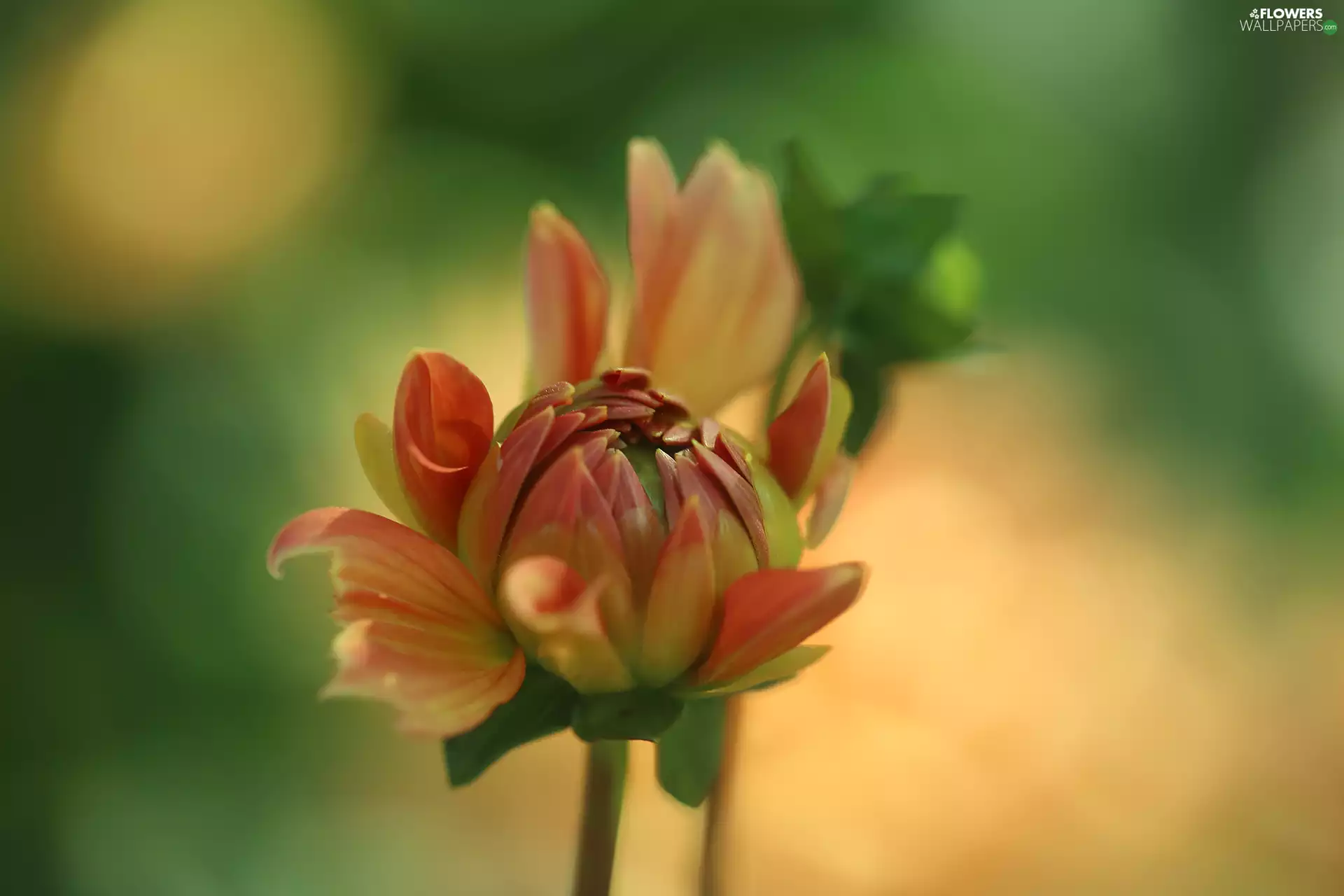 Colourfull Flowers, bud, Dalia