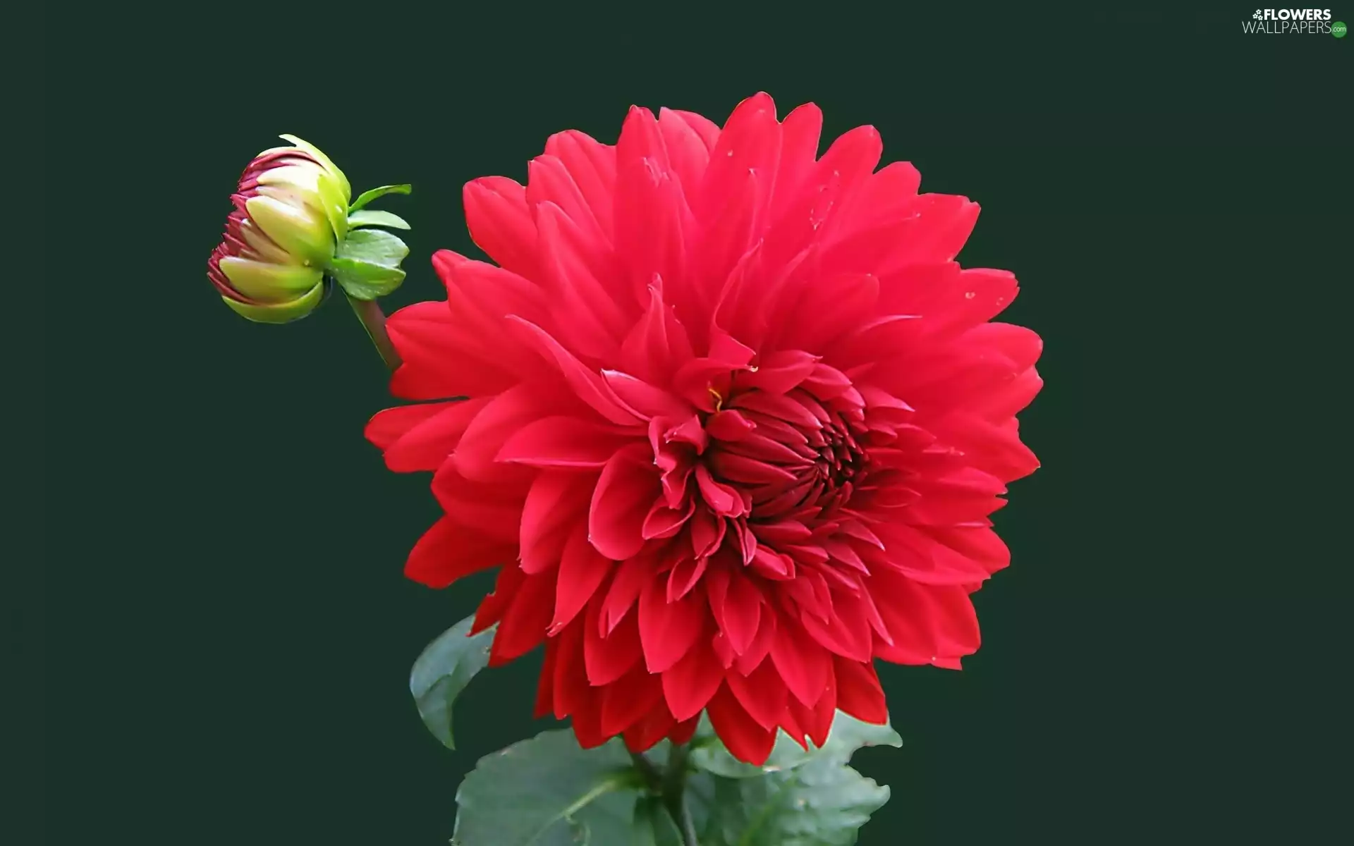 doughnut, red hot, Dalia