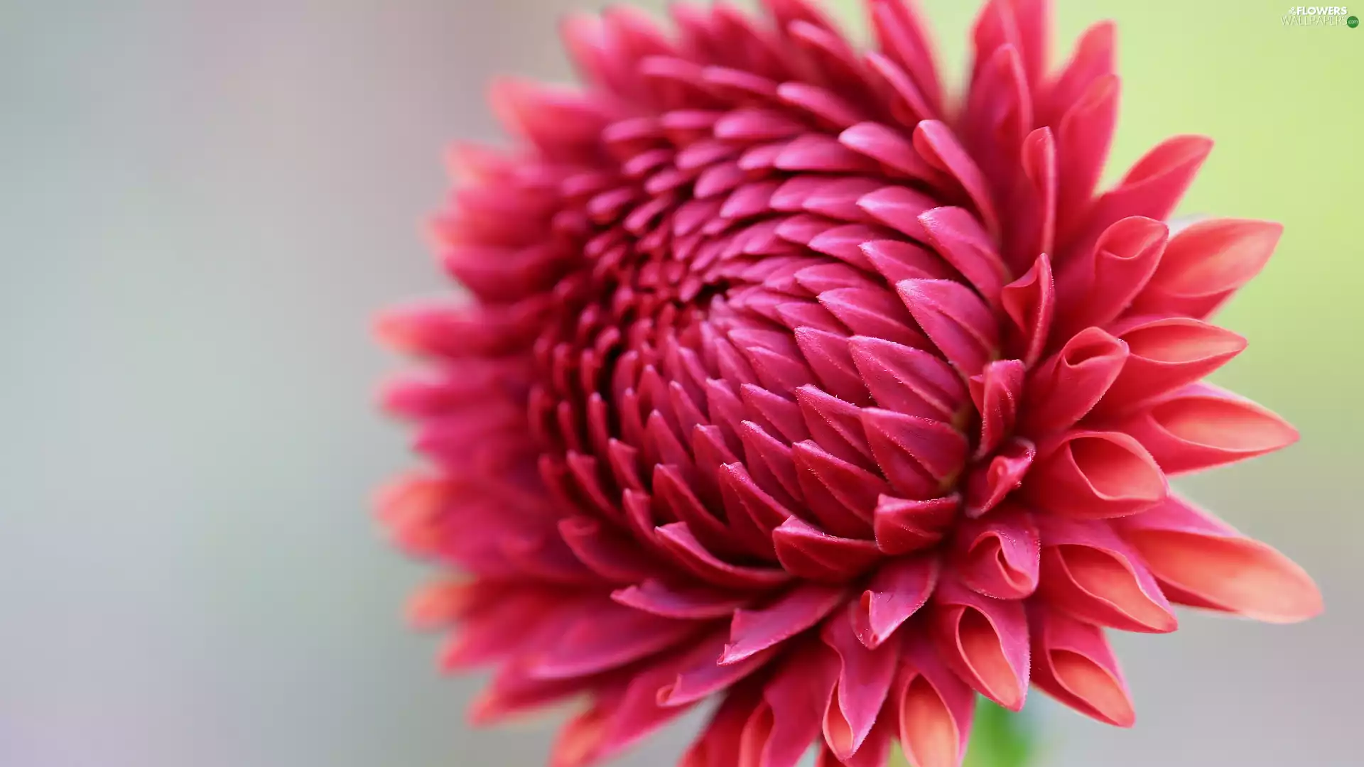 Blooming, Dalia, flakes, red hot