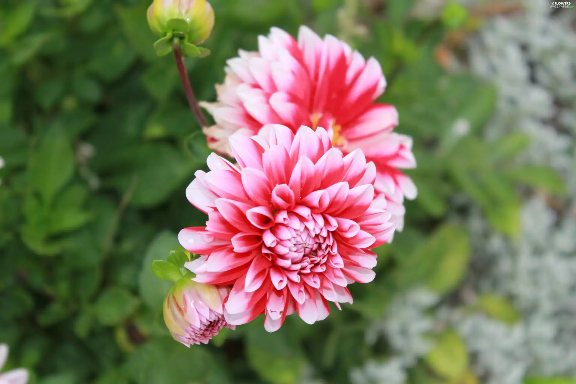 Dalia, ordinary, Flower