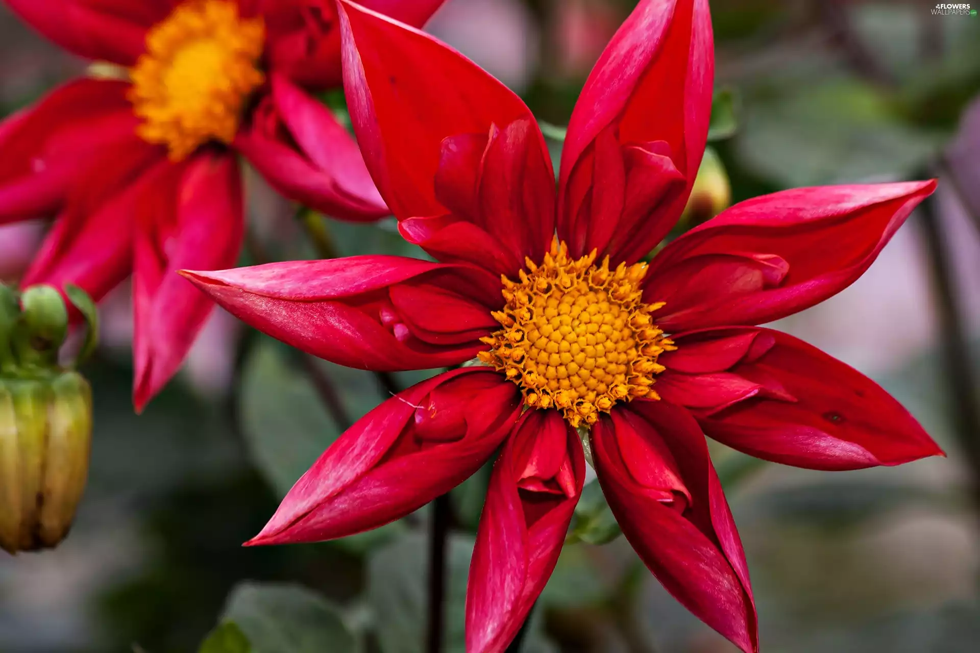 Dalia, Colourfull Flowers