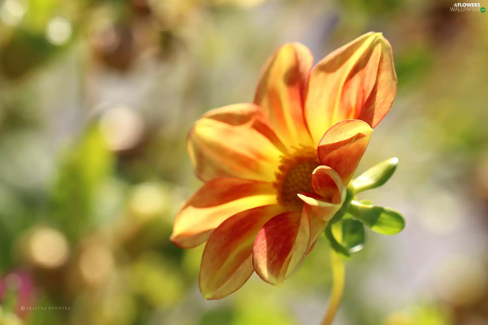 Dalia, Colourfull Flowers