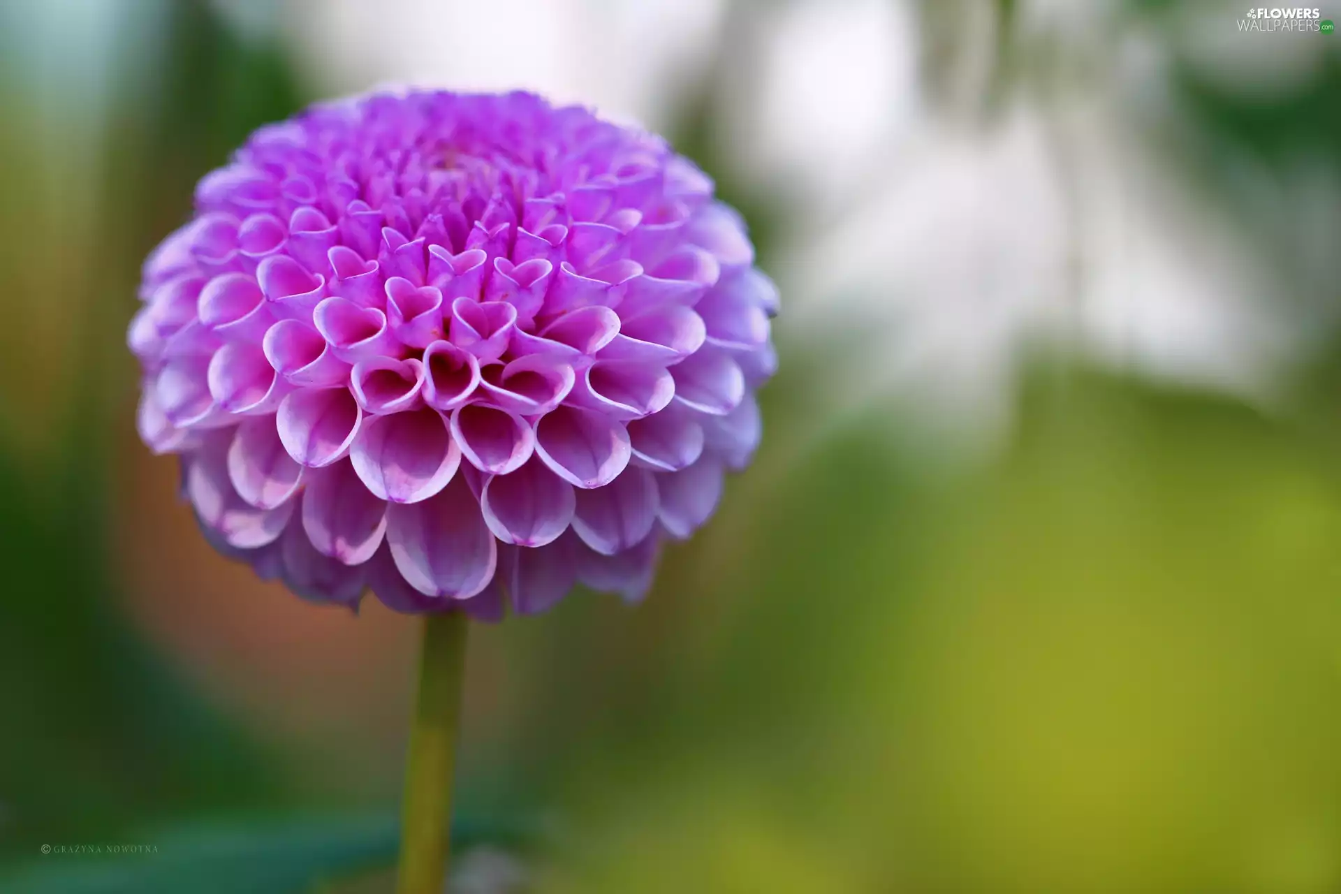 Colourfull Flowers, Pink, Dalia
