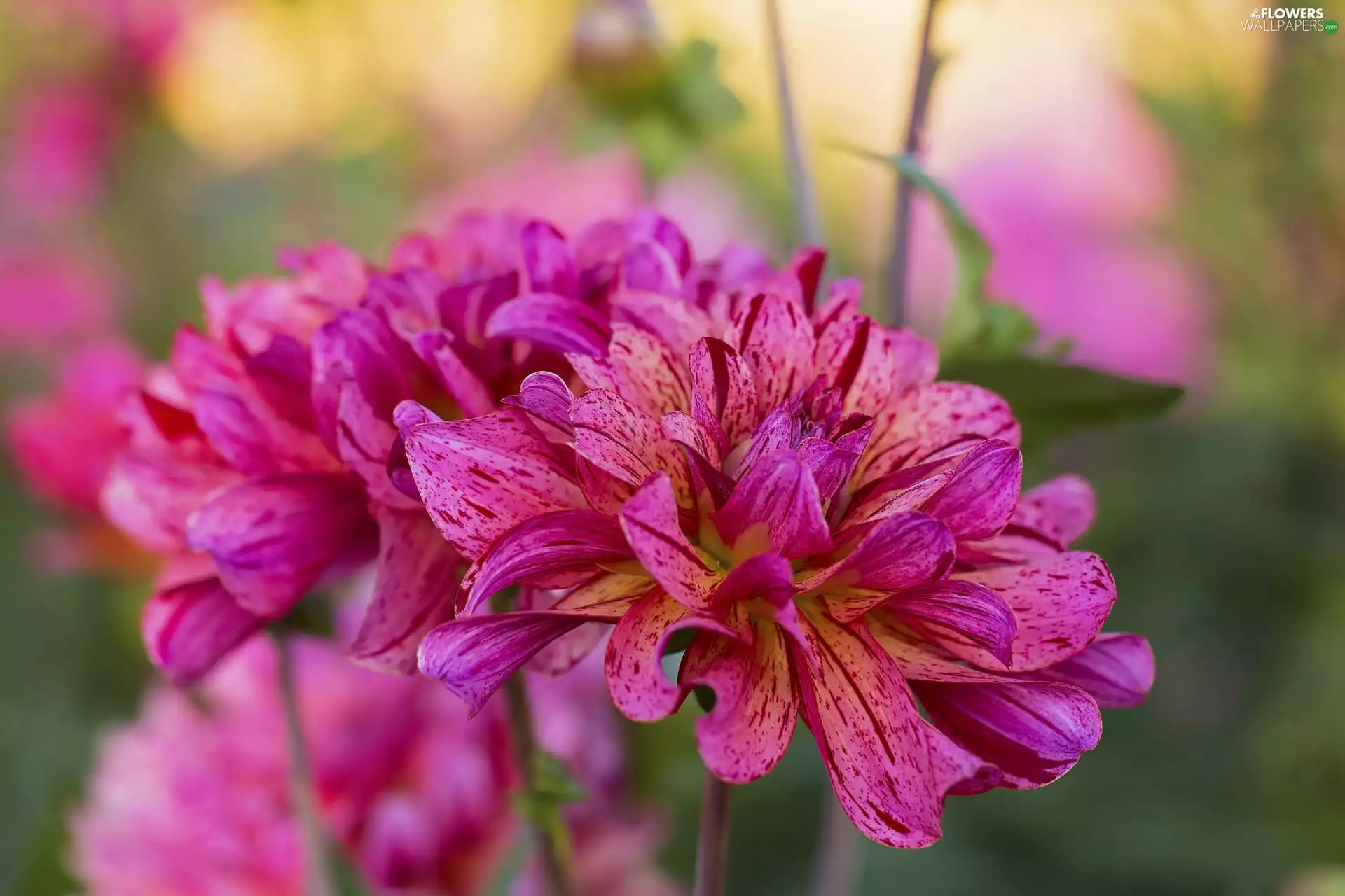 Flowers, Dalia