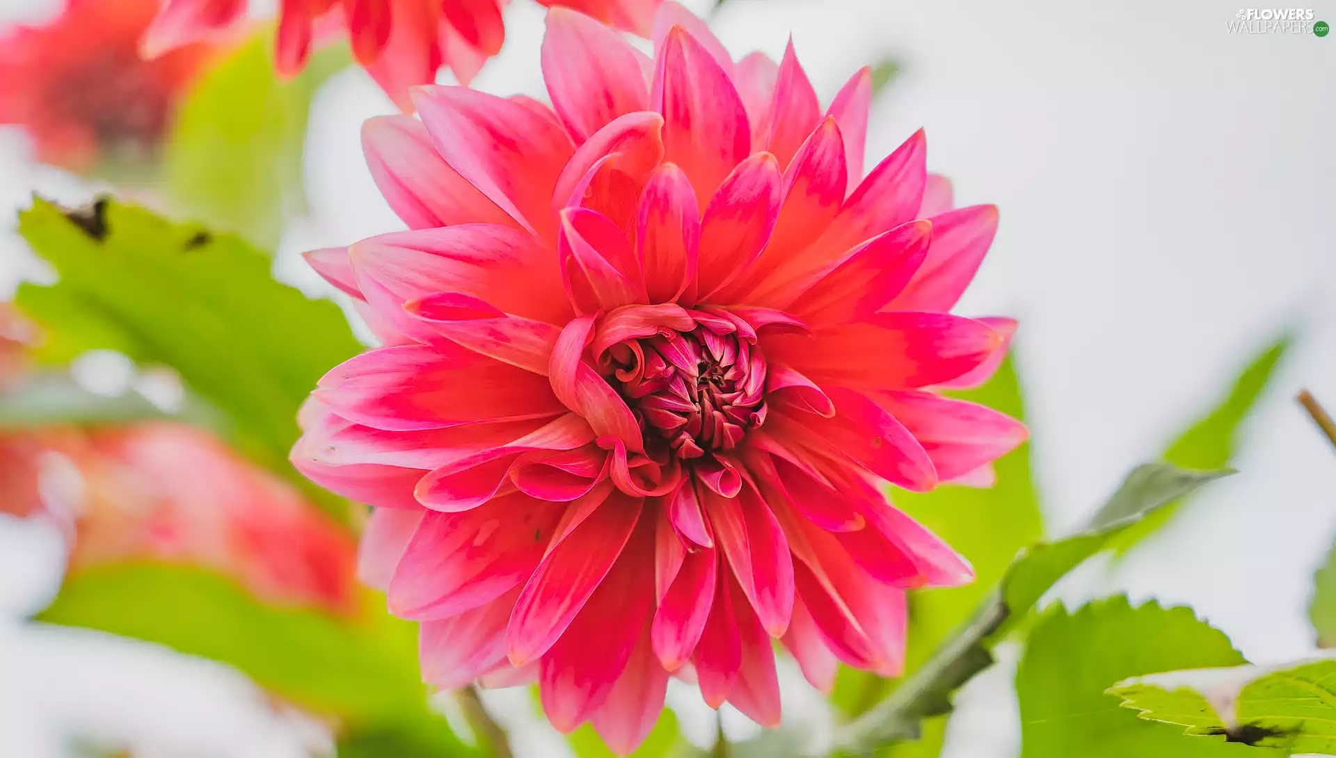 Leaf, Colourfull Flowers, Dalia
