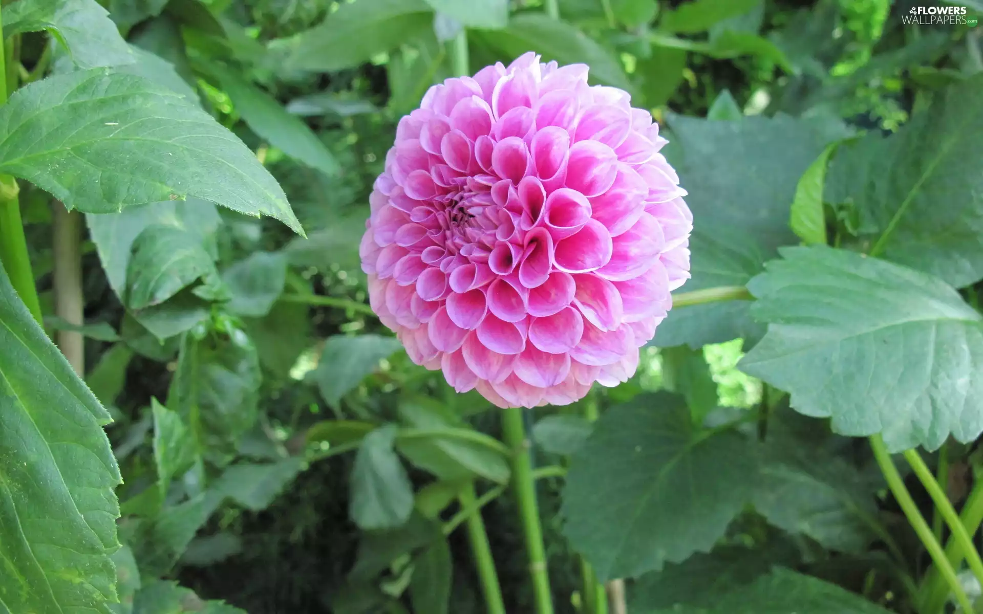 leaves, Colourfull Flowers, Dalia