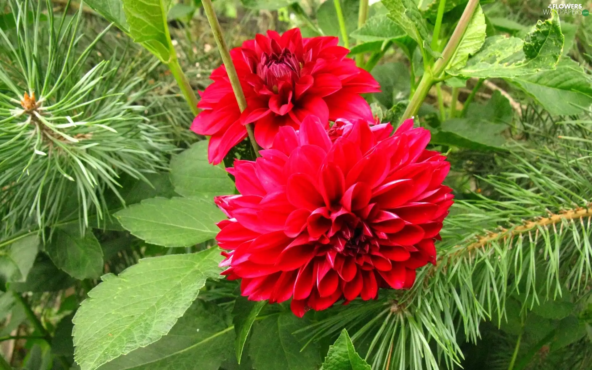 leaves, red hot, Dalia