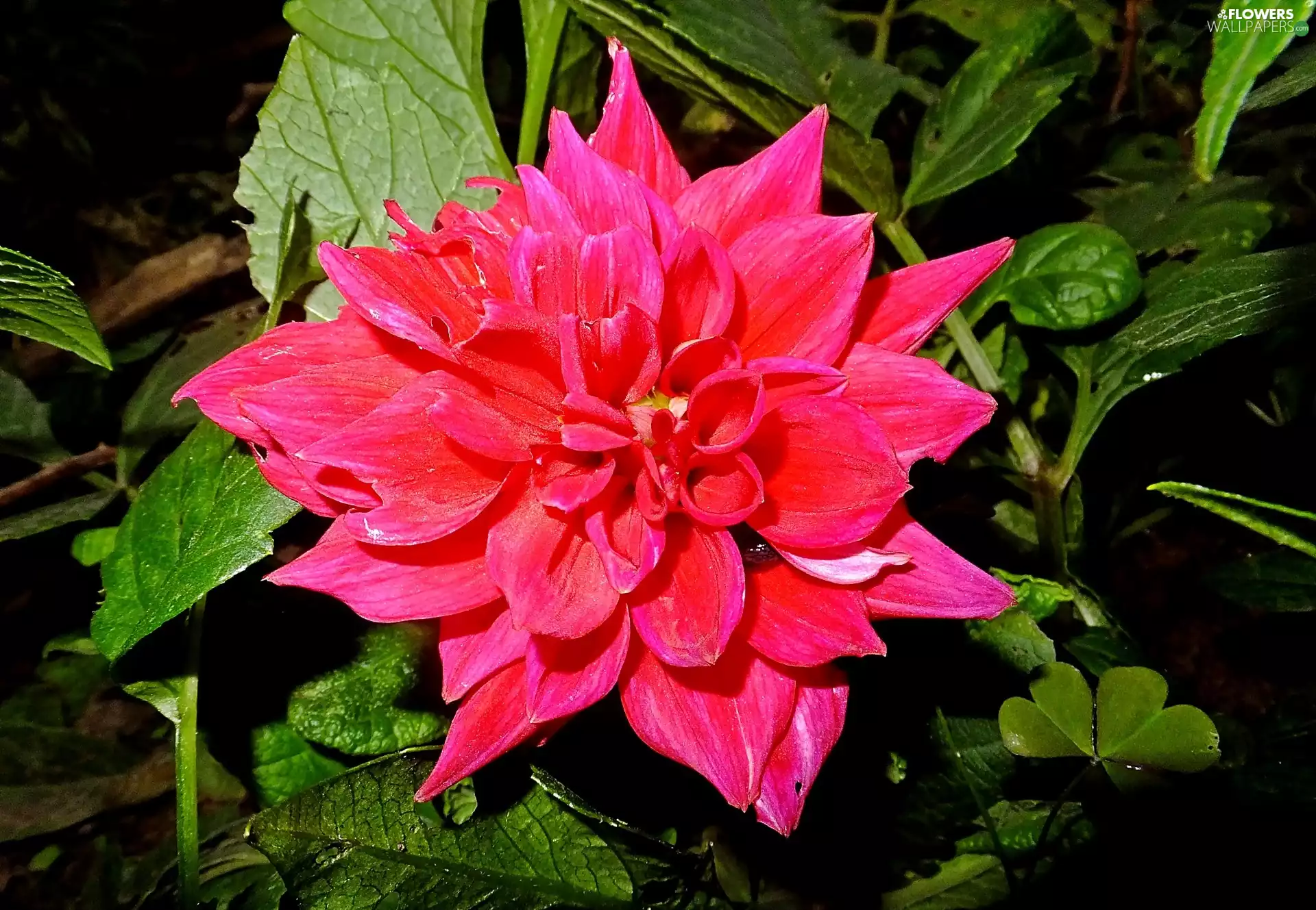 leaves, red hot, Dalia