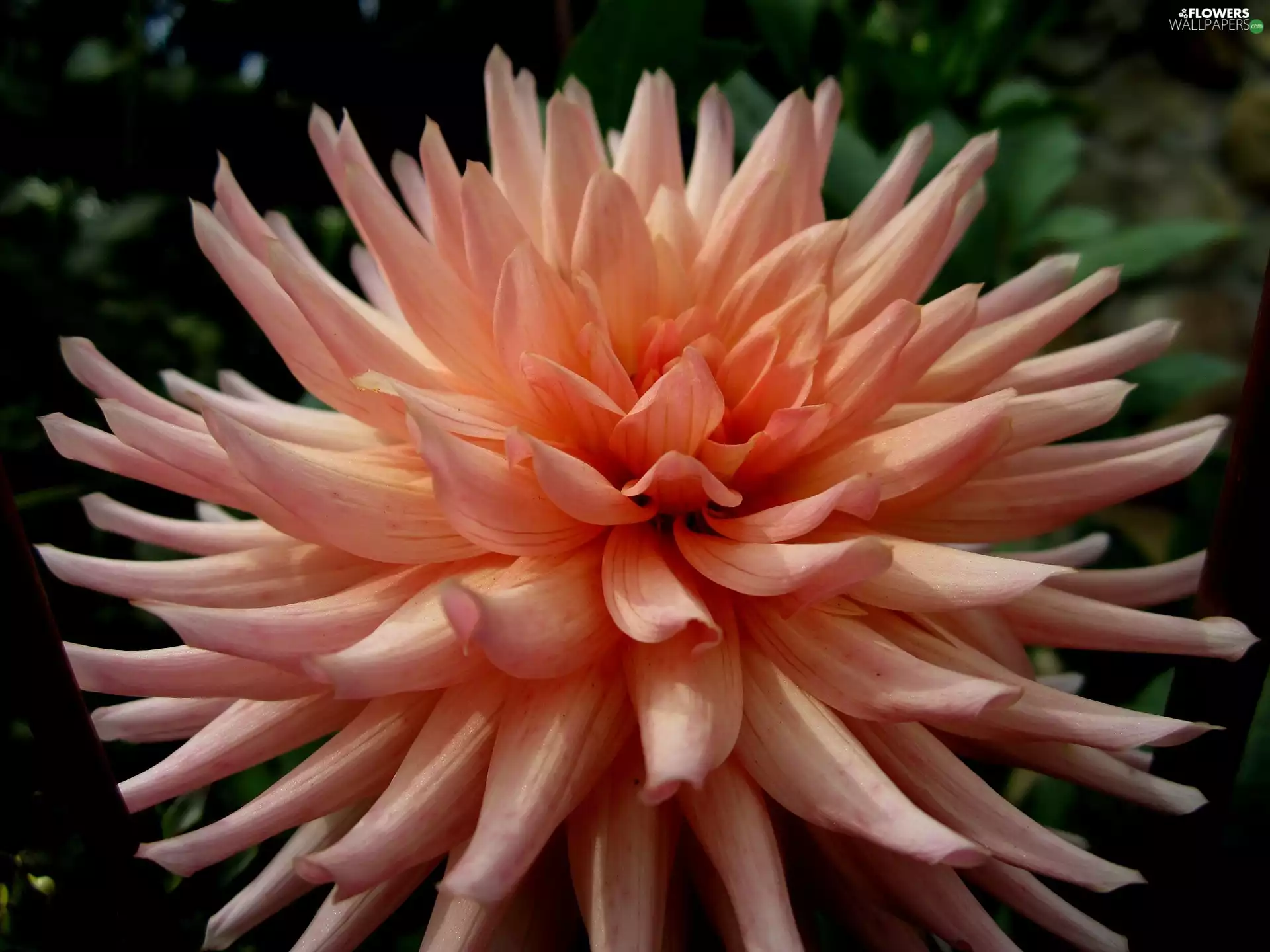 nature, Dalia
