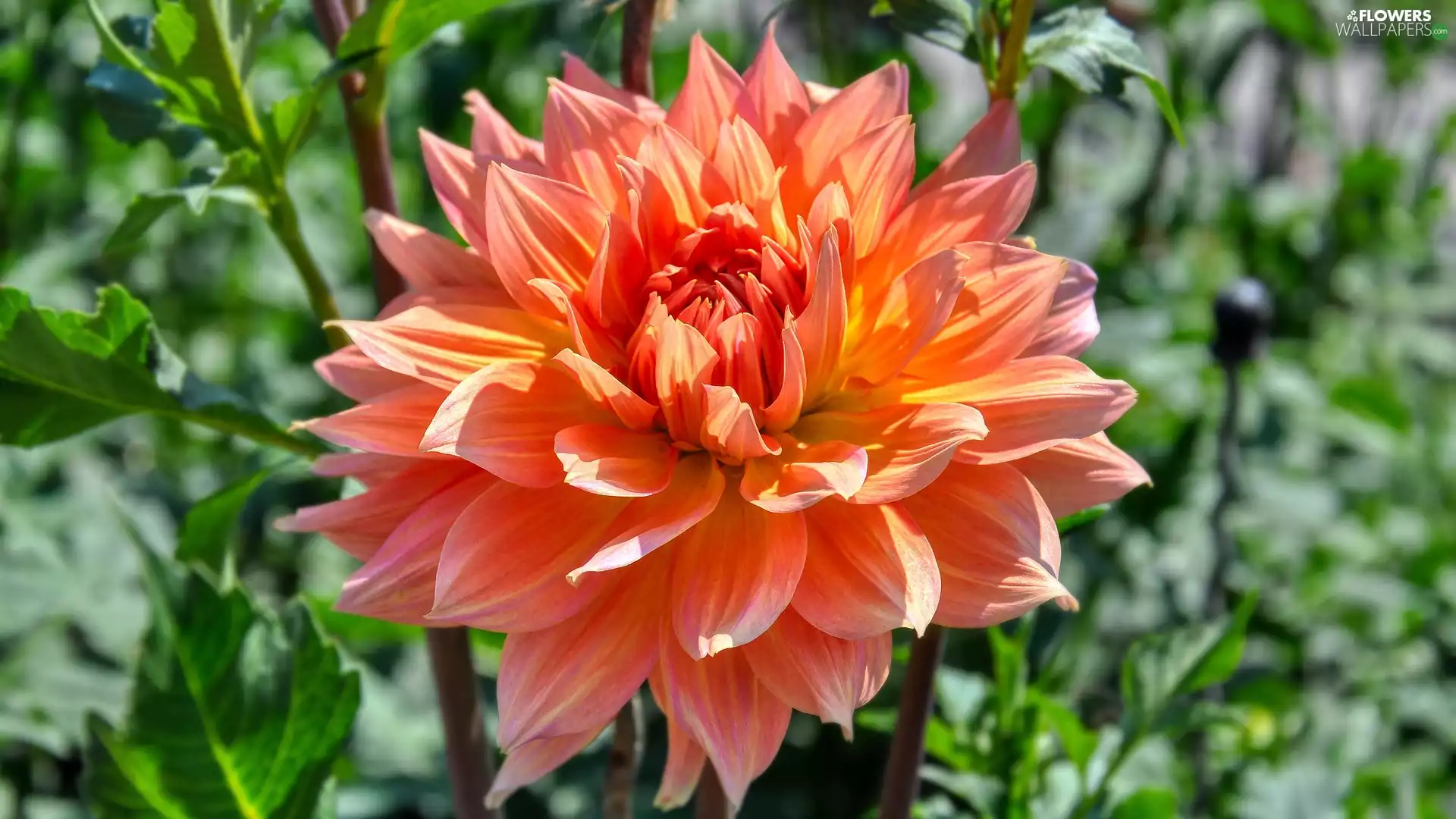 Dalia, Blossoming, Orange
