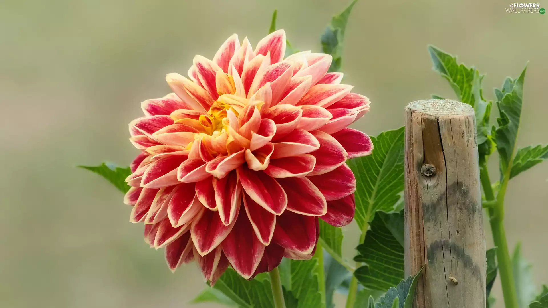 peg, Colourfull Flowers, Dalia