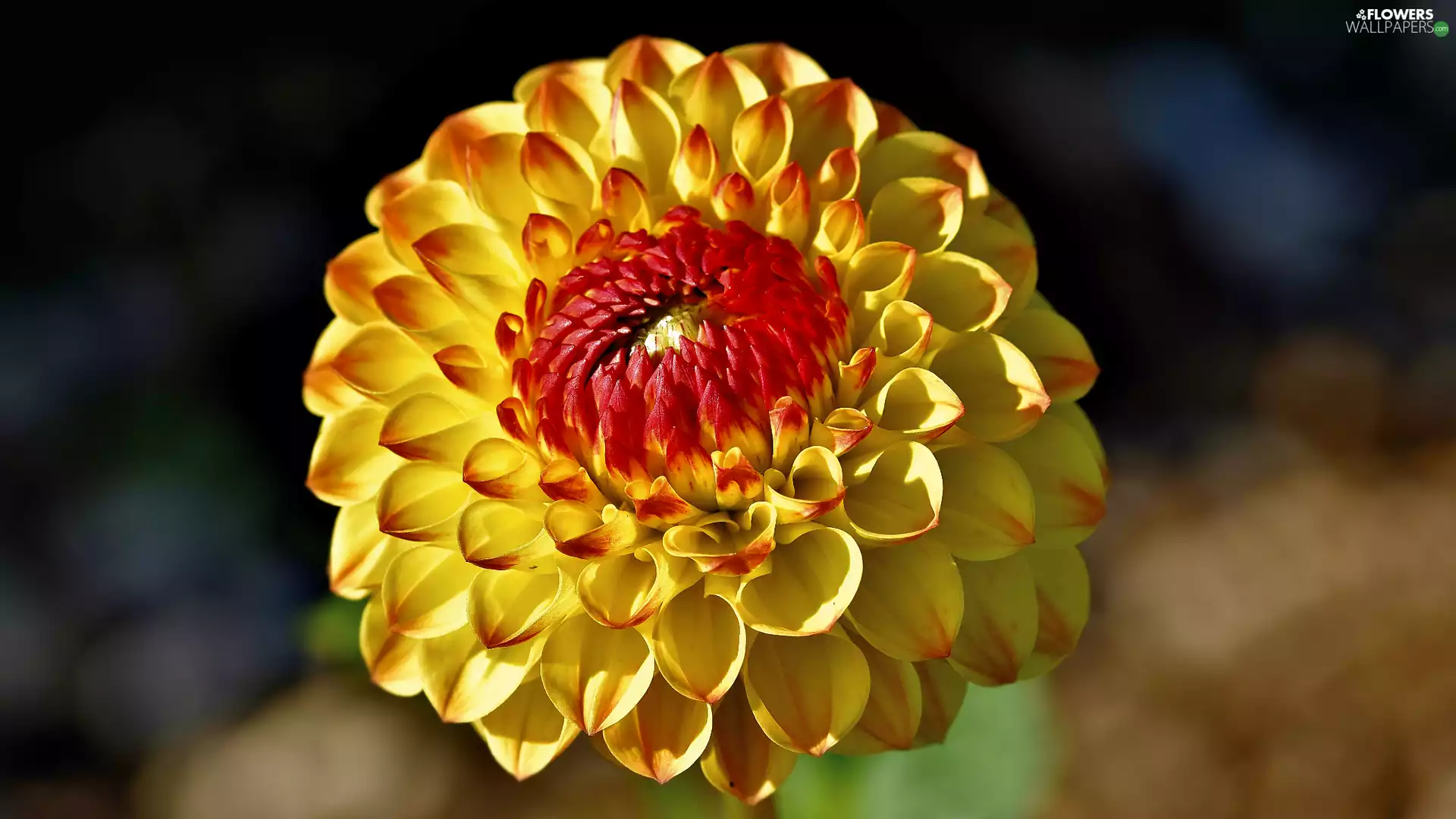 rapprochement, Yellow-Red, Dalia