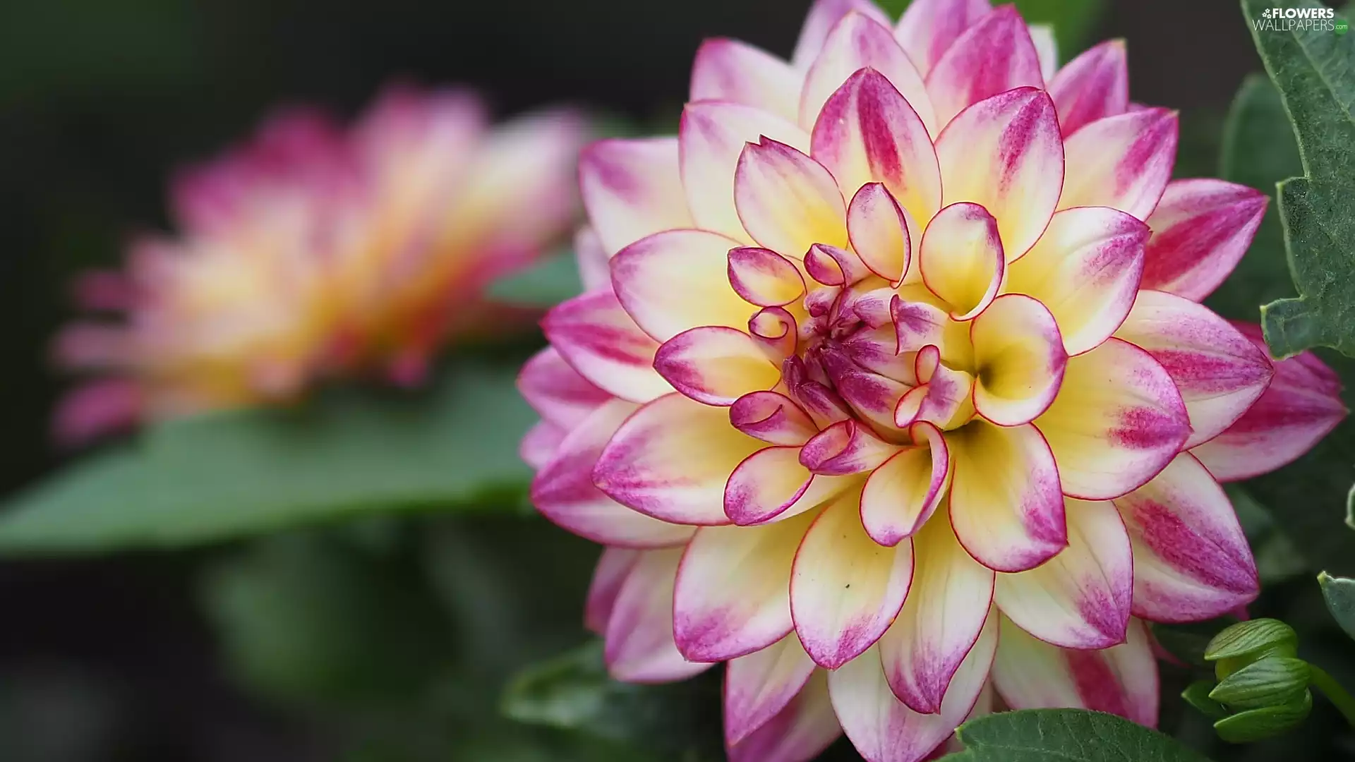 Dalia, rapprochement