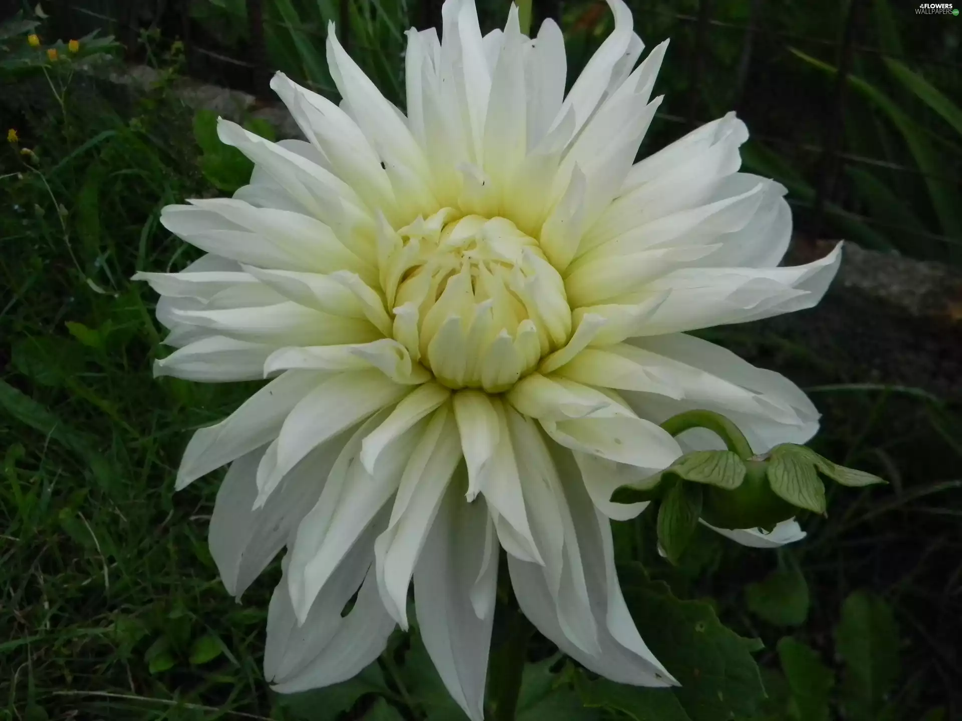 White, Dalia