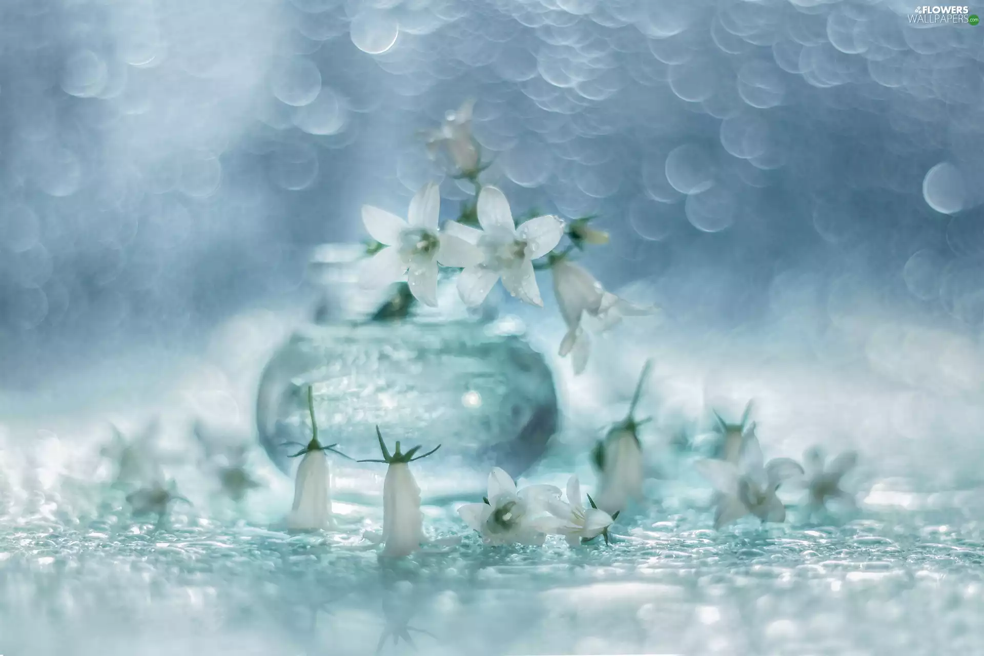 Flowers, Bokeh, White, Dalmatian bellflower, Campanula