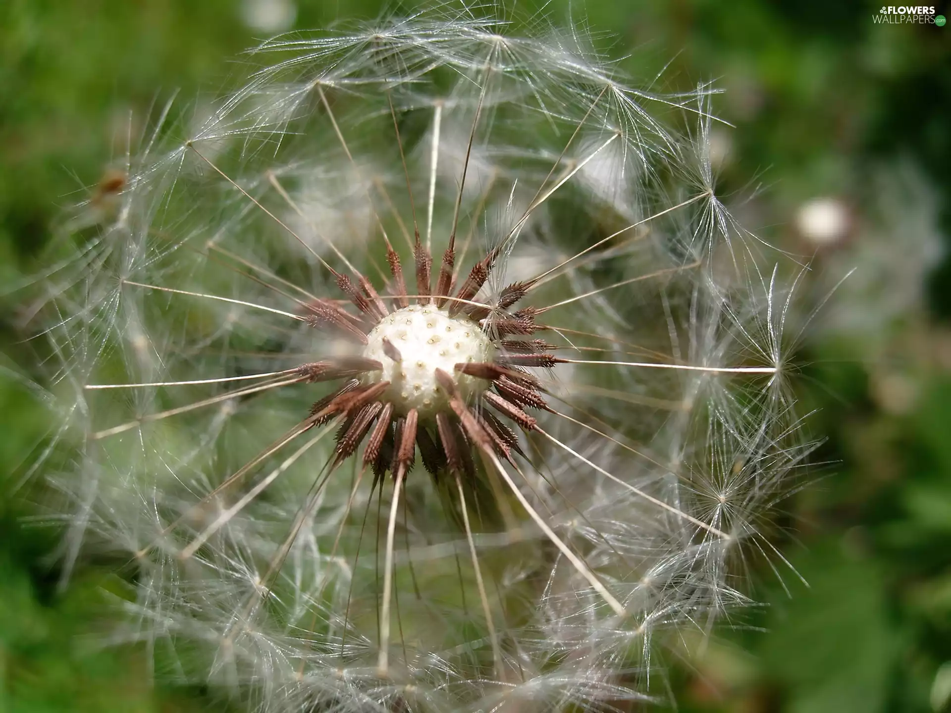 dandelion