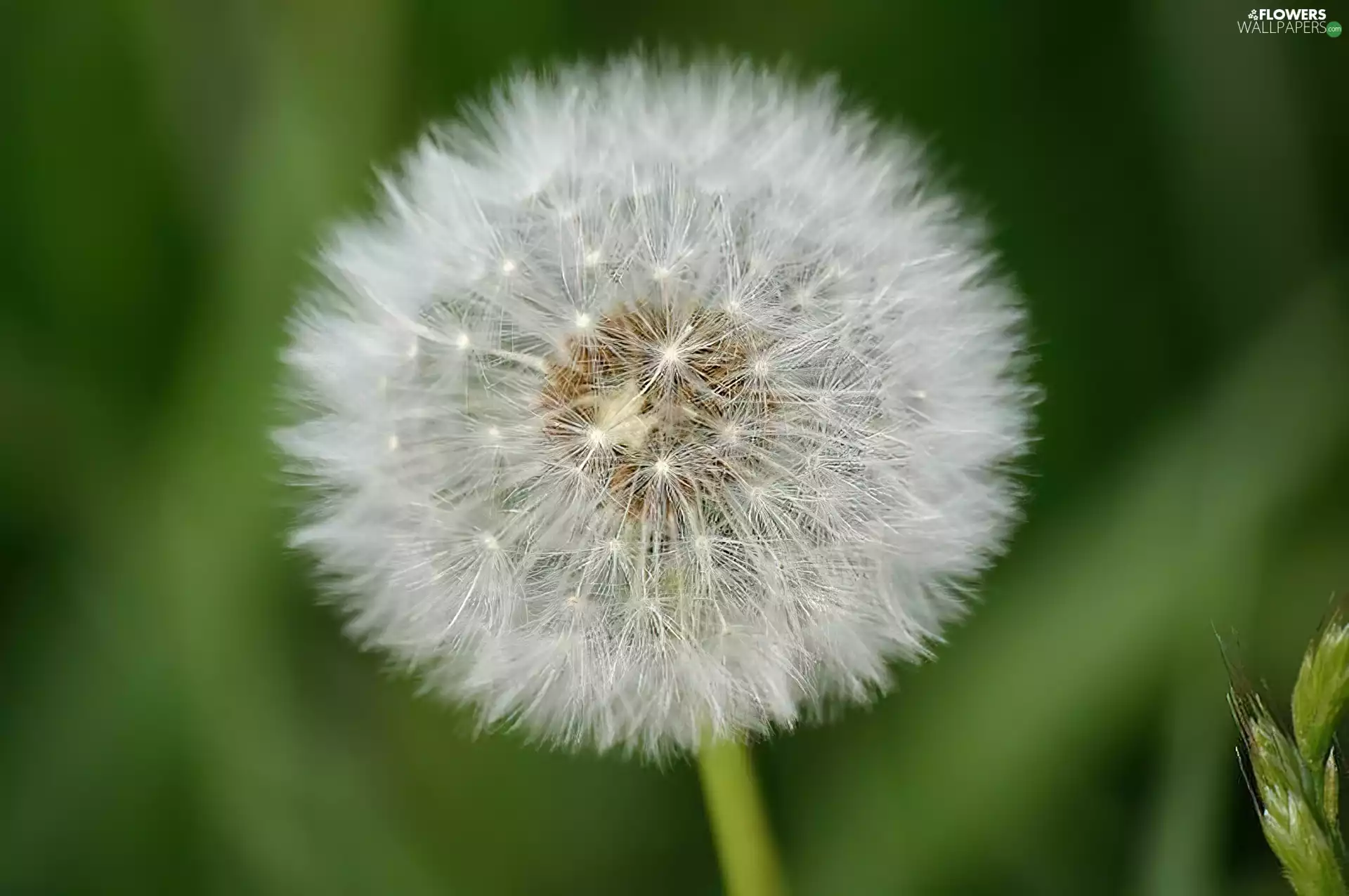 dandelion