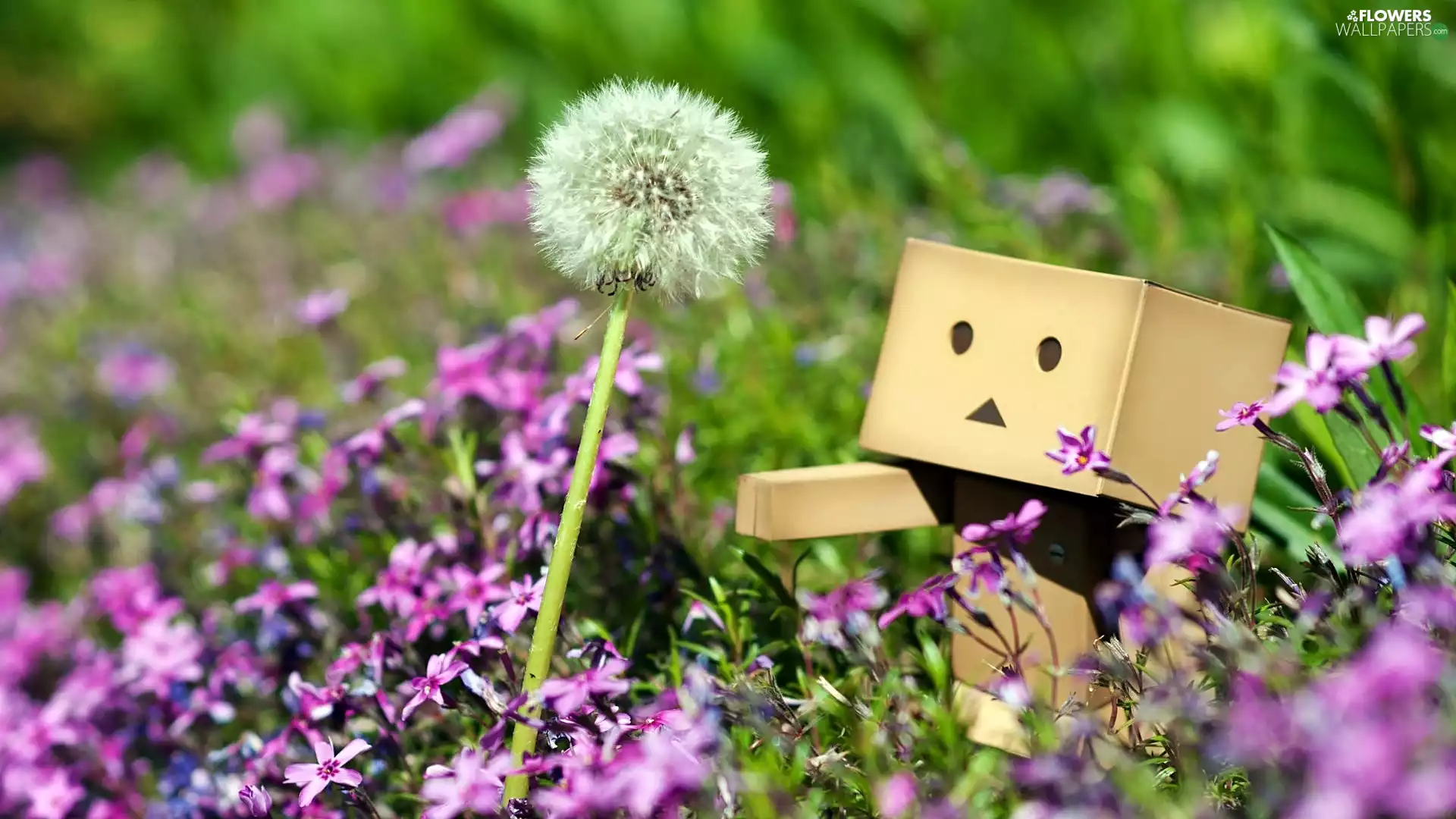 Flowers, Meadow, Danbo, Pink, summer, dandelion, blur