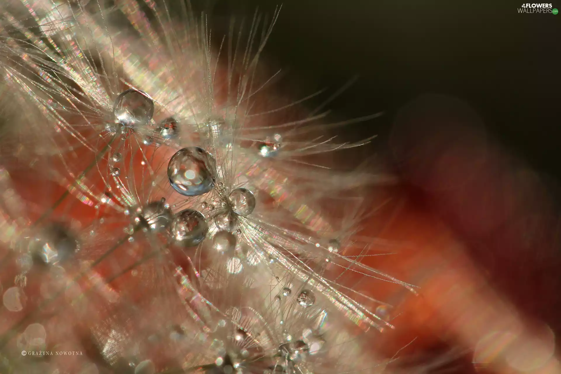 Close, Common Dandelion, dandelion