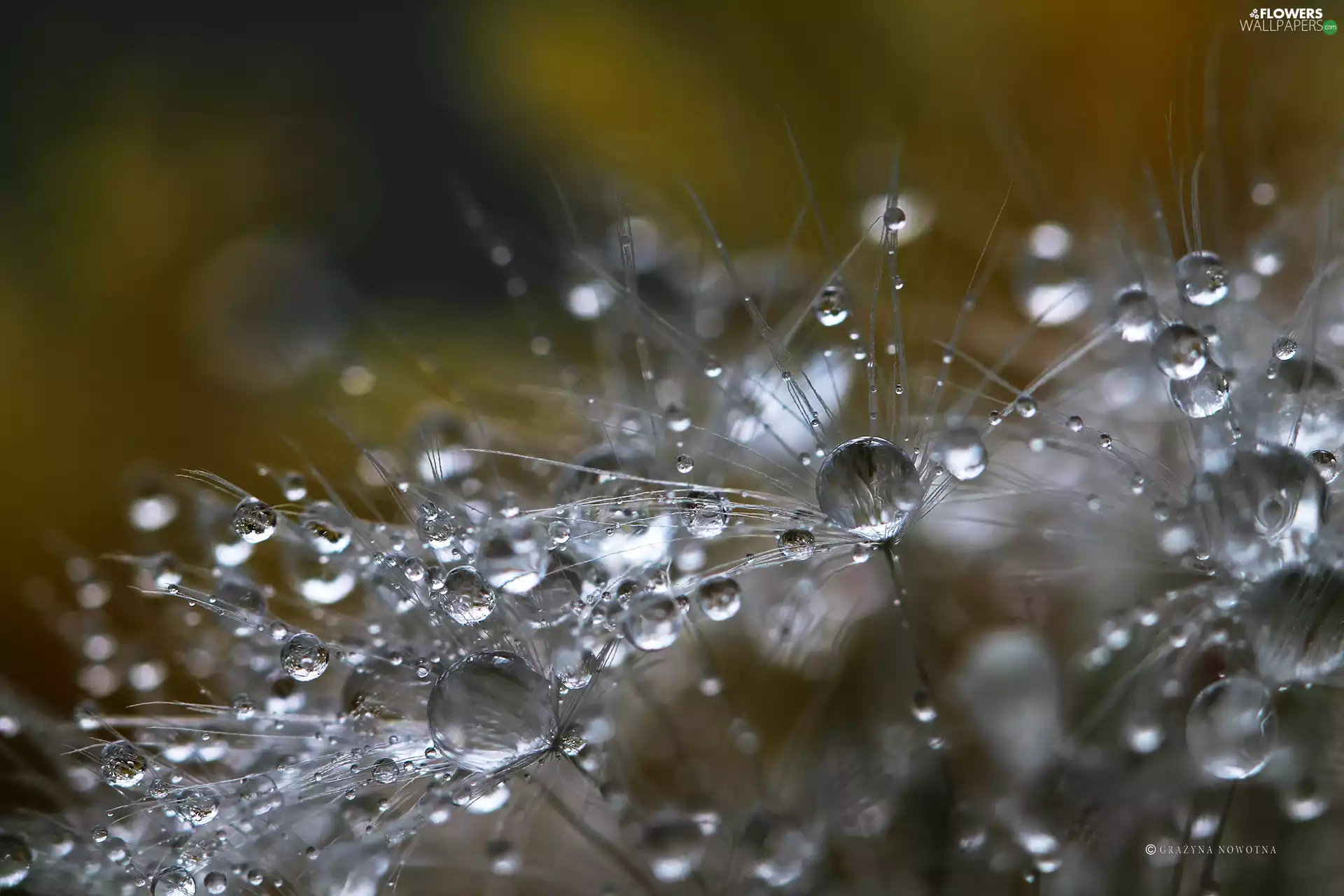 Common Dandelion, Close, drops, dandelion