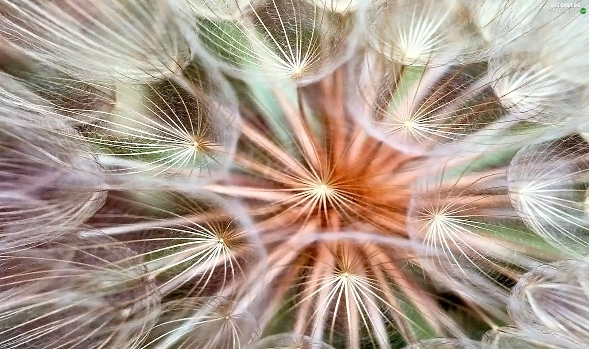 Colourfull Flowers, Common Dandelion