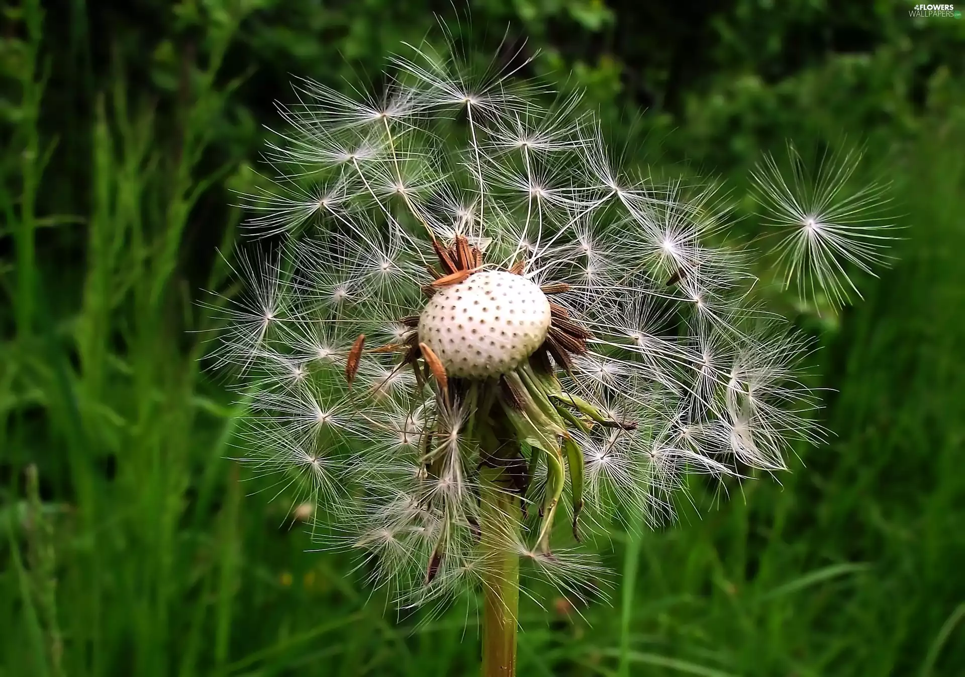 Colourfull Flowers, Common Dandelion