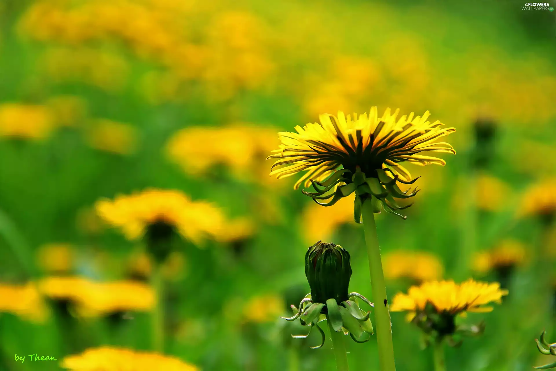 dandelions, Common Dandelion