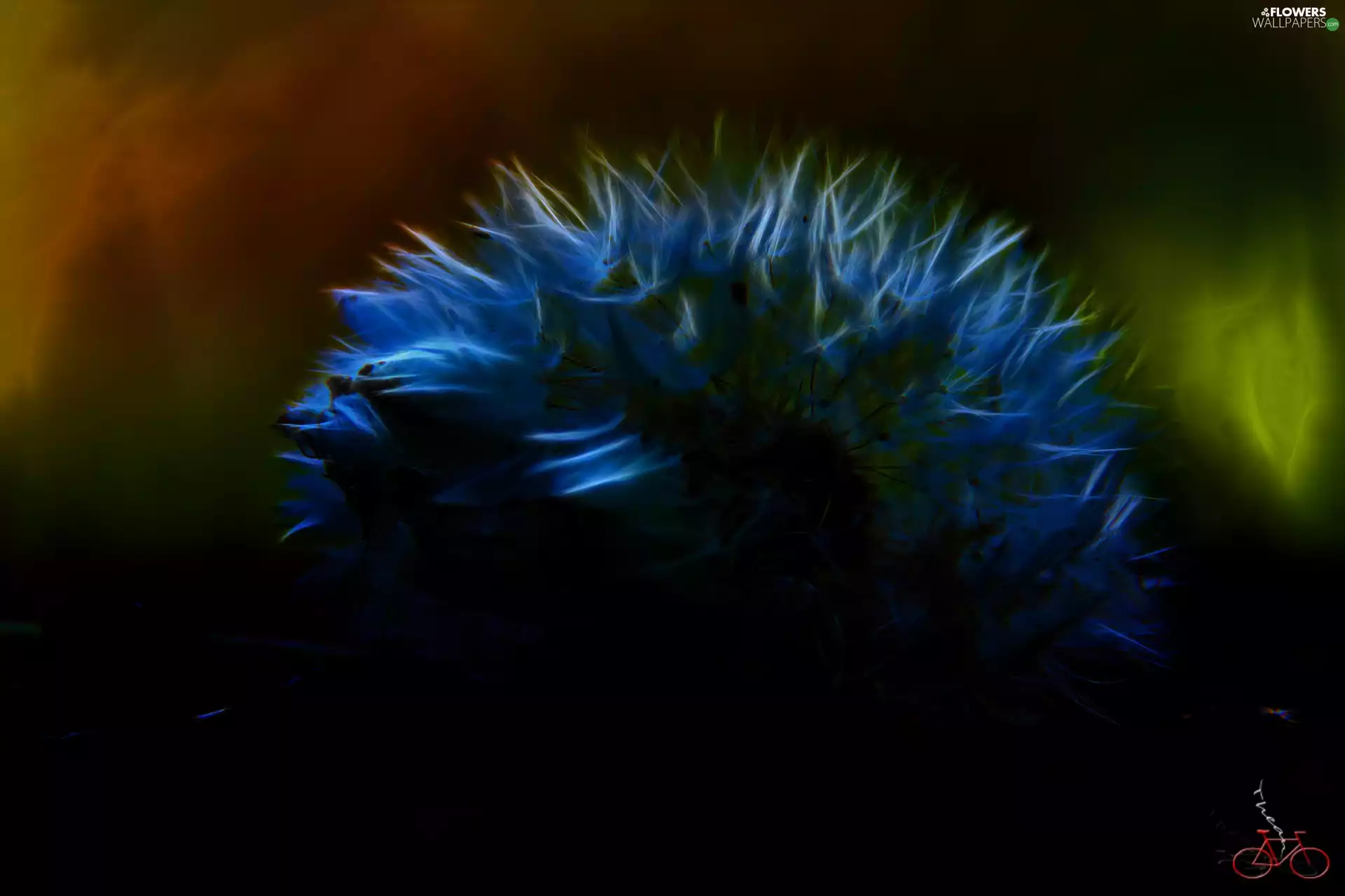 Fractalius, Common Dandelion, dandelion