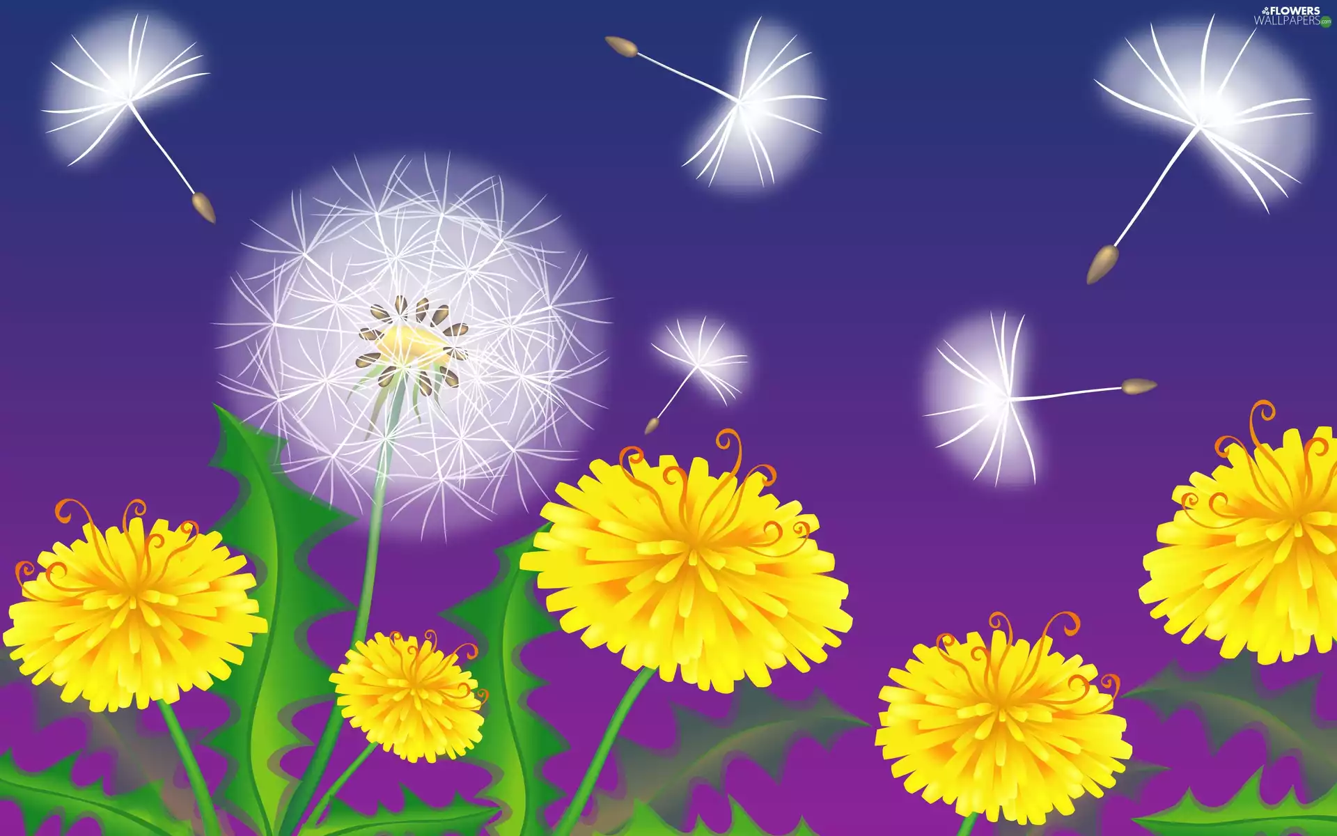 dandelions, Flowers, Common Dandelion