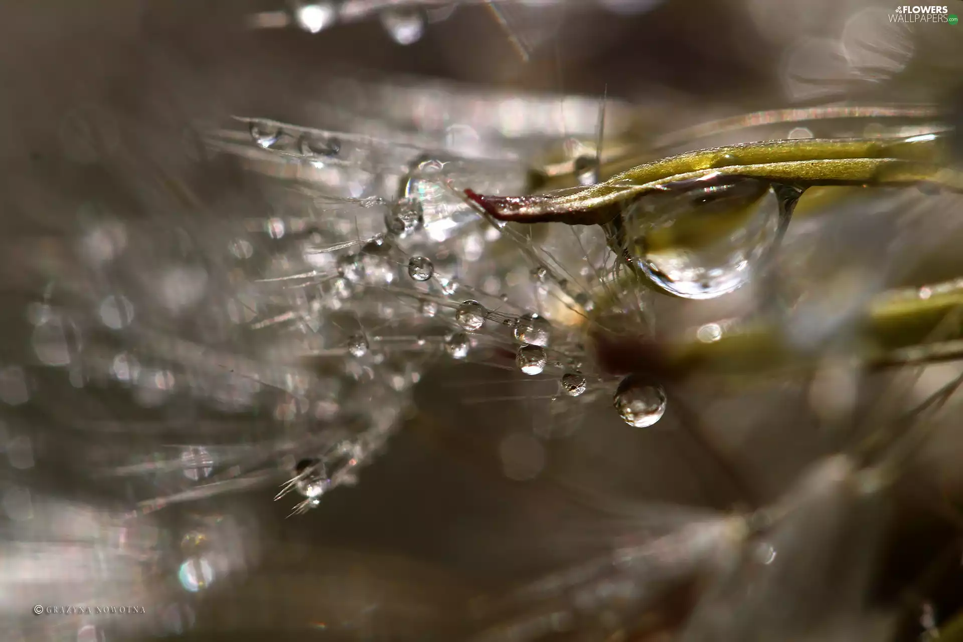 Common Dandelion, drops, Close, dandelion