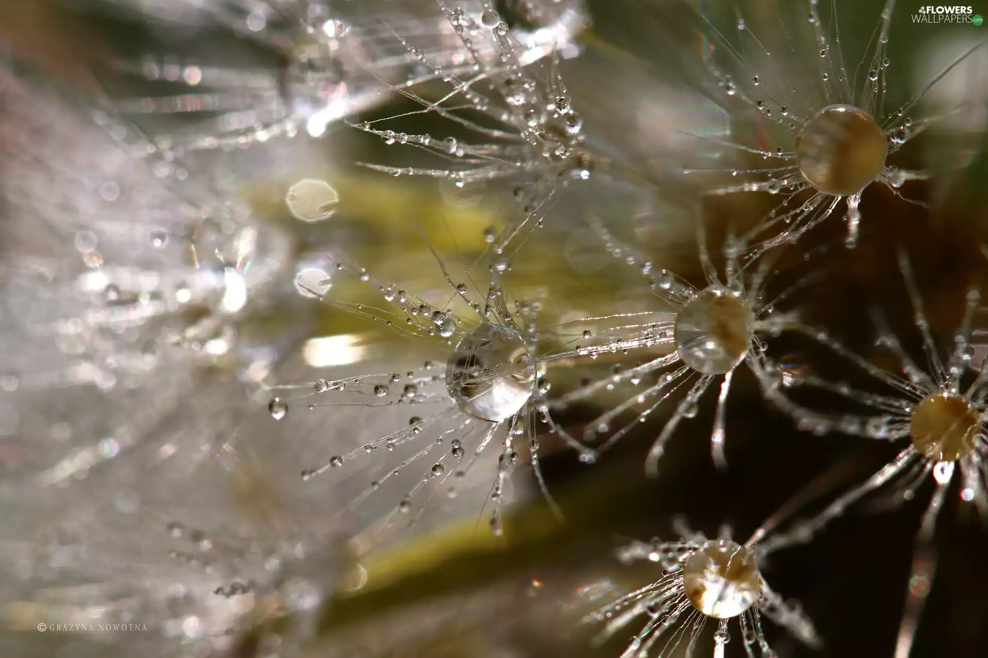 Common Dandelion, drops, Close, dandelion