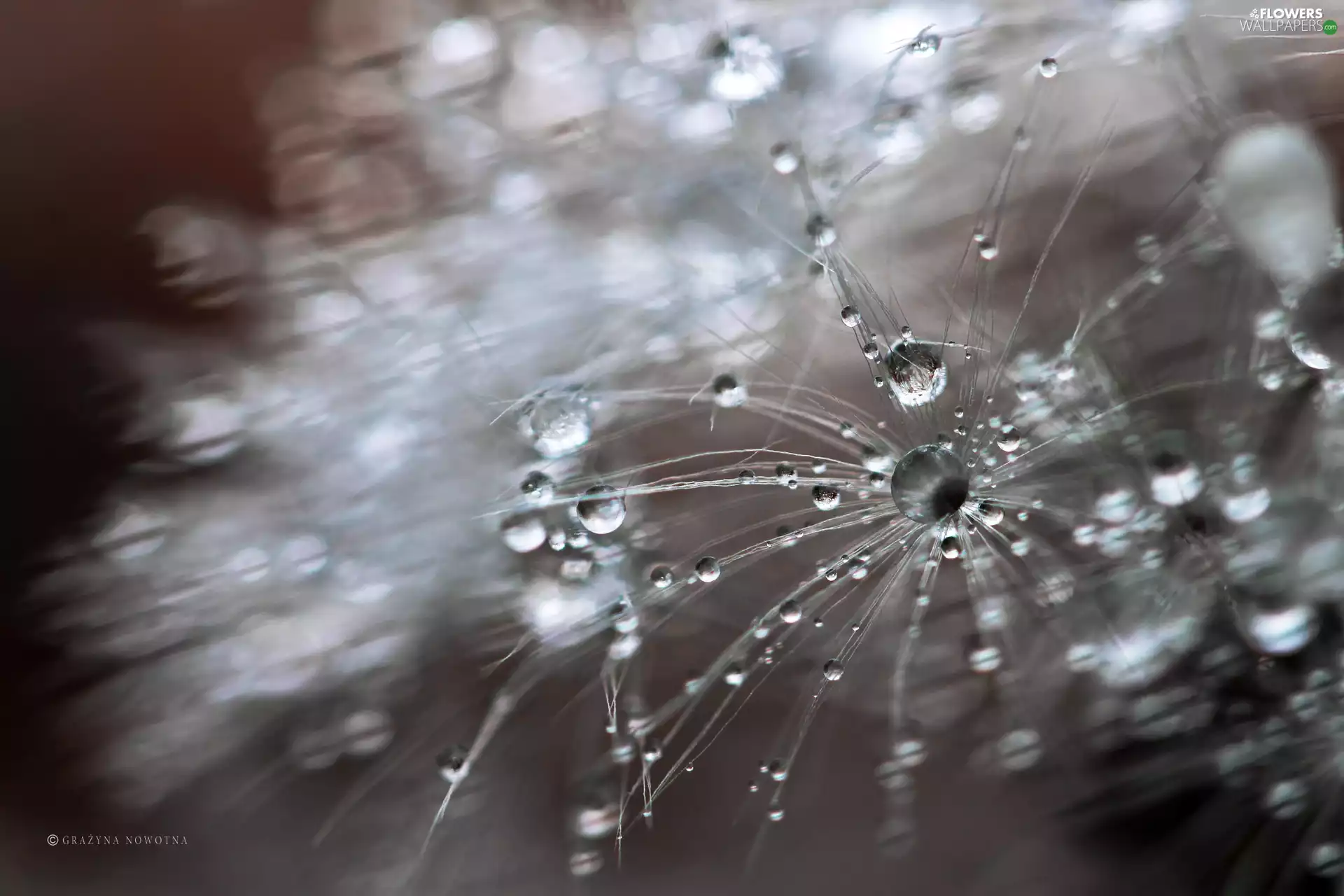Common Dandelion, drops, Close, dandelion