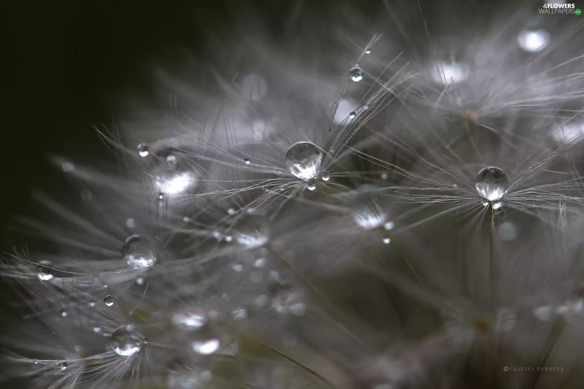 Common Dandelion, drops, Close, dandelion