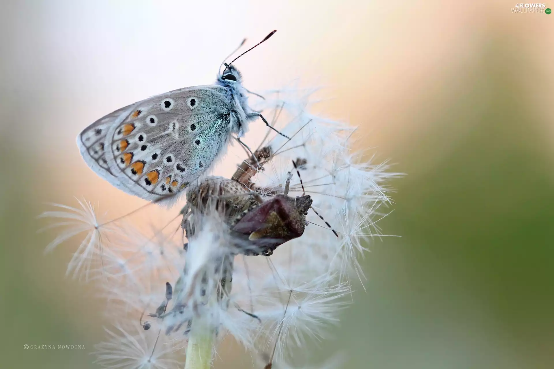 Common Dandelion, Dusky, Pluskwiak, butterfly