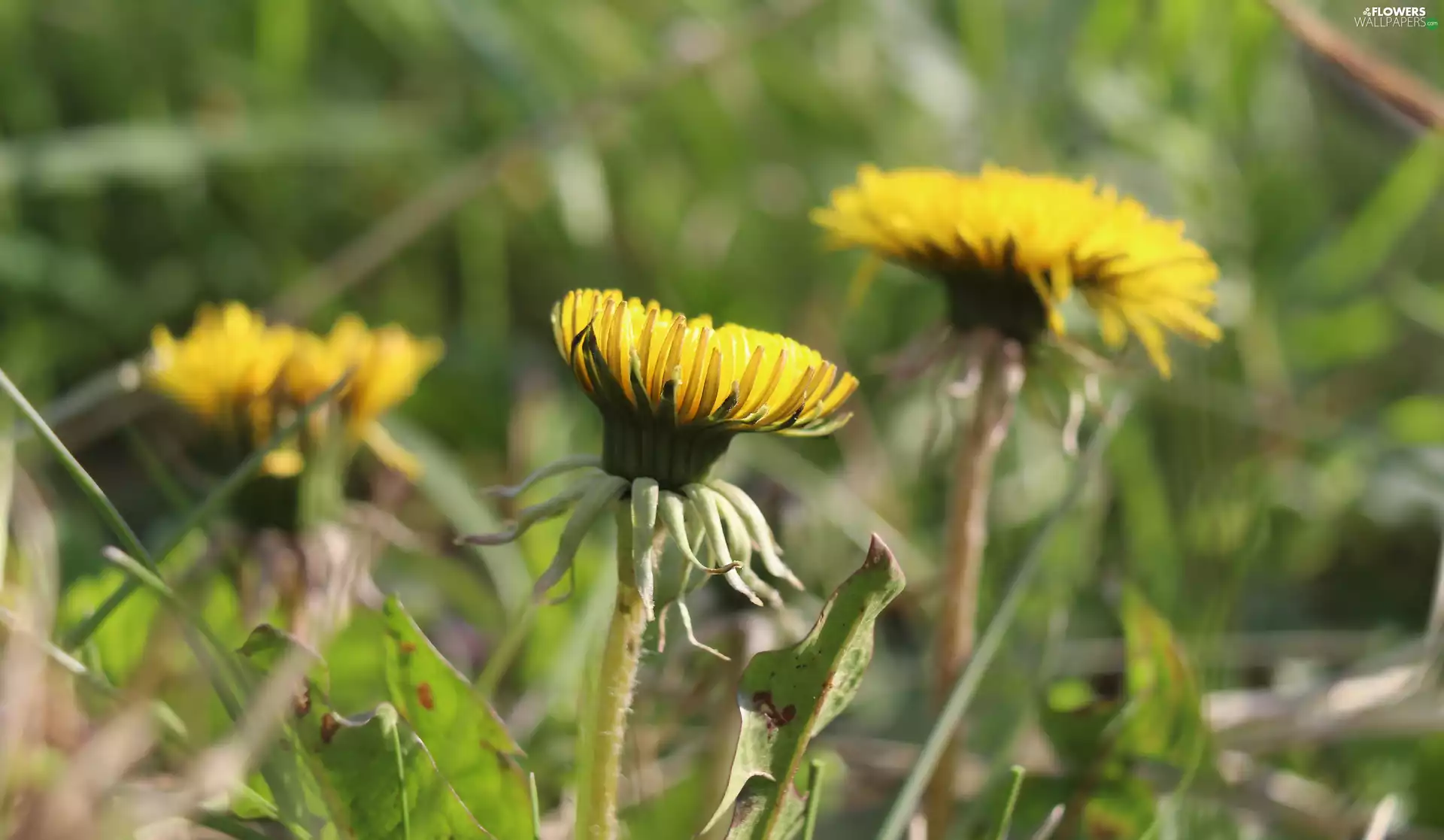 flower, dandelions, rapprochement, dandelion