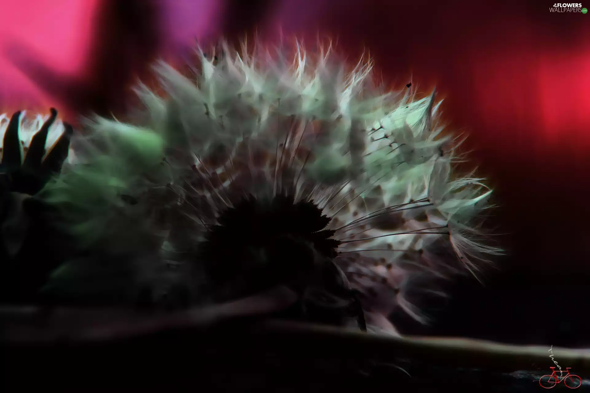 Fractalius, Common Dandelion, dandelion