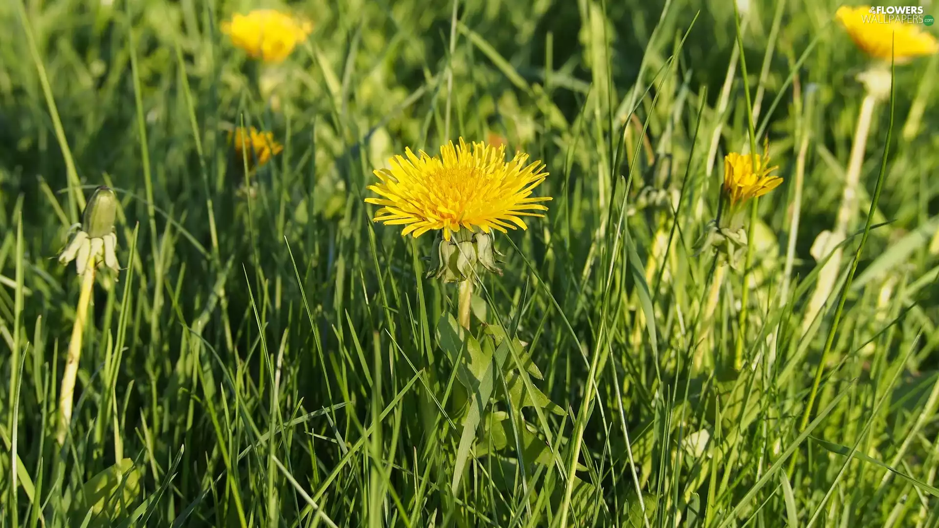 grass, Flowers, Common Dandelion