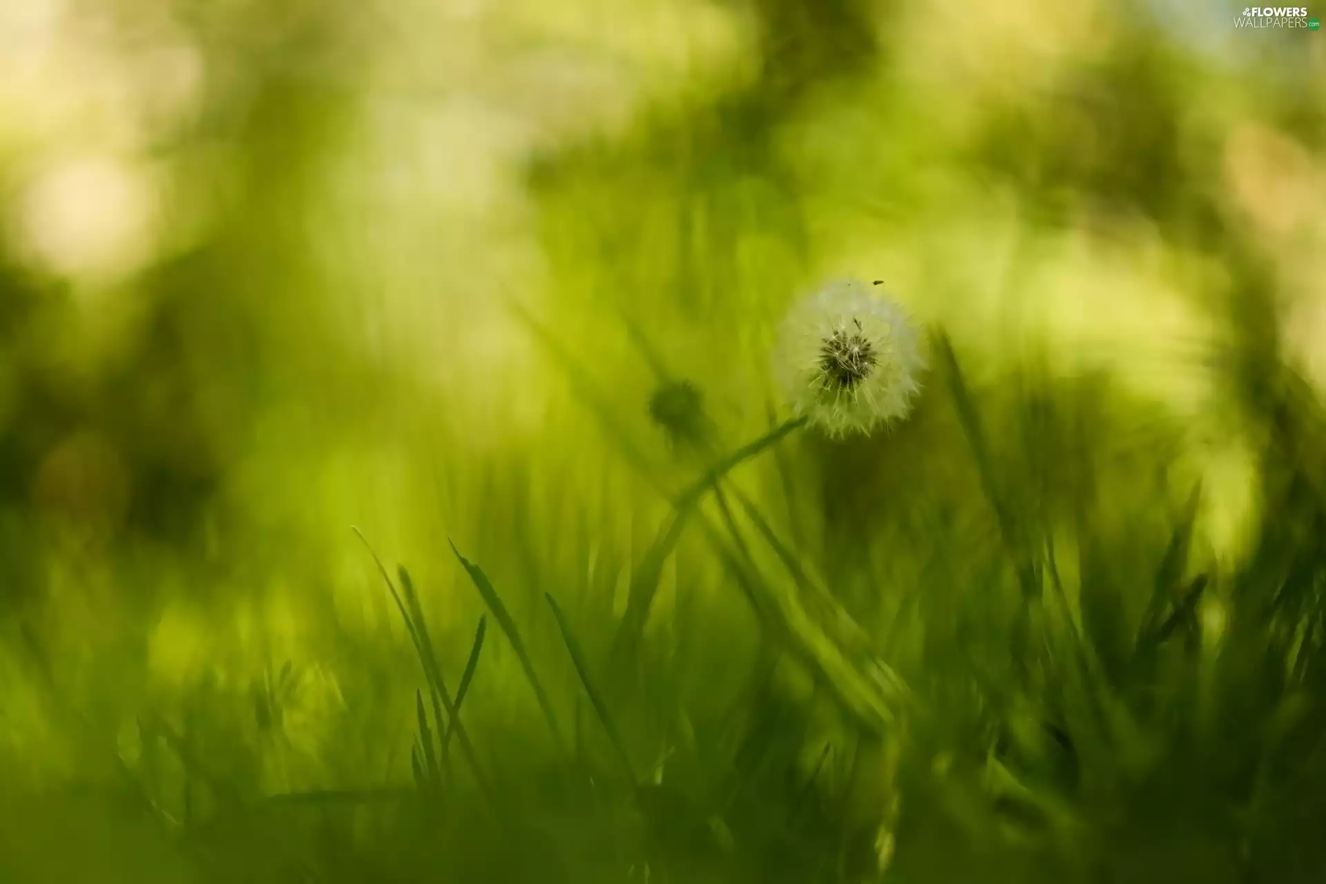 Common Dandelion, grass, blur, dandelion