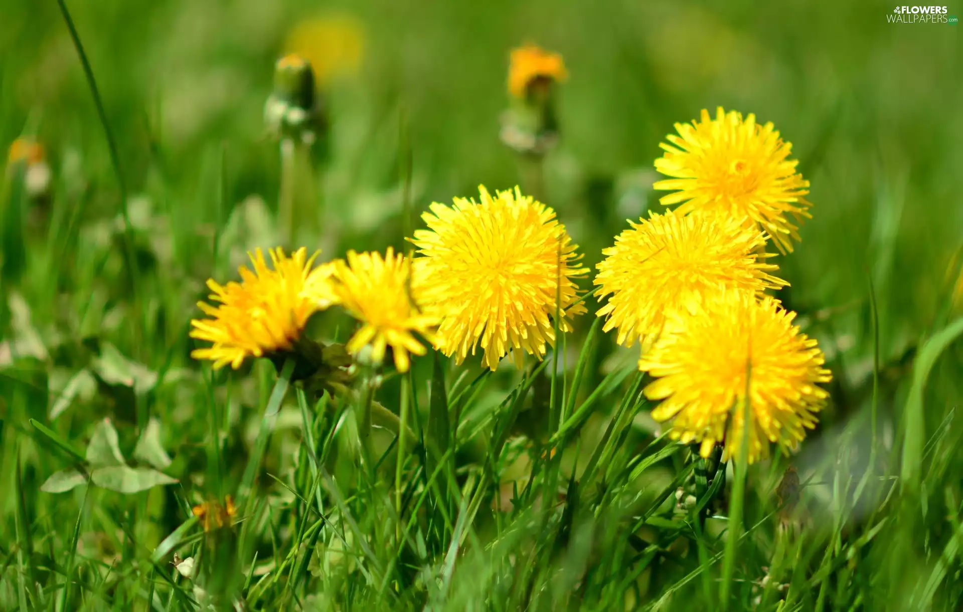 grass, Colourfull Flowers, dandelion